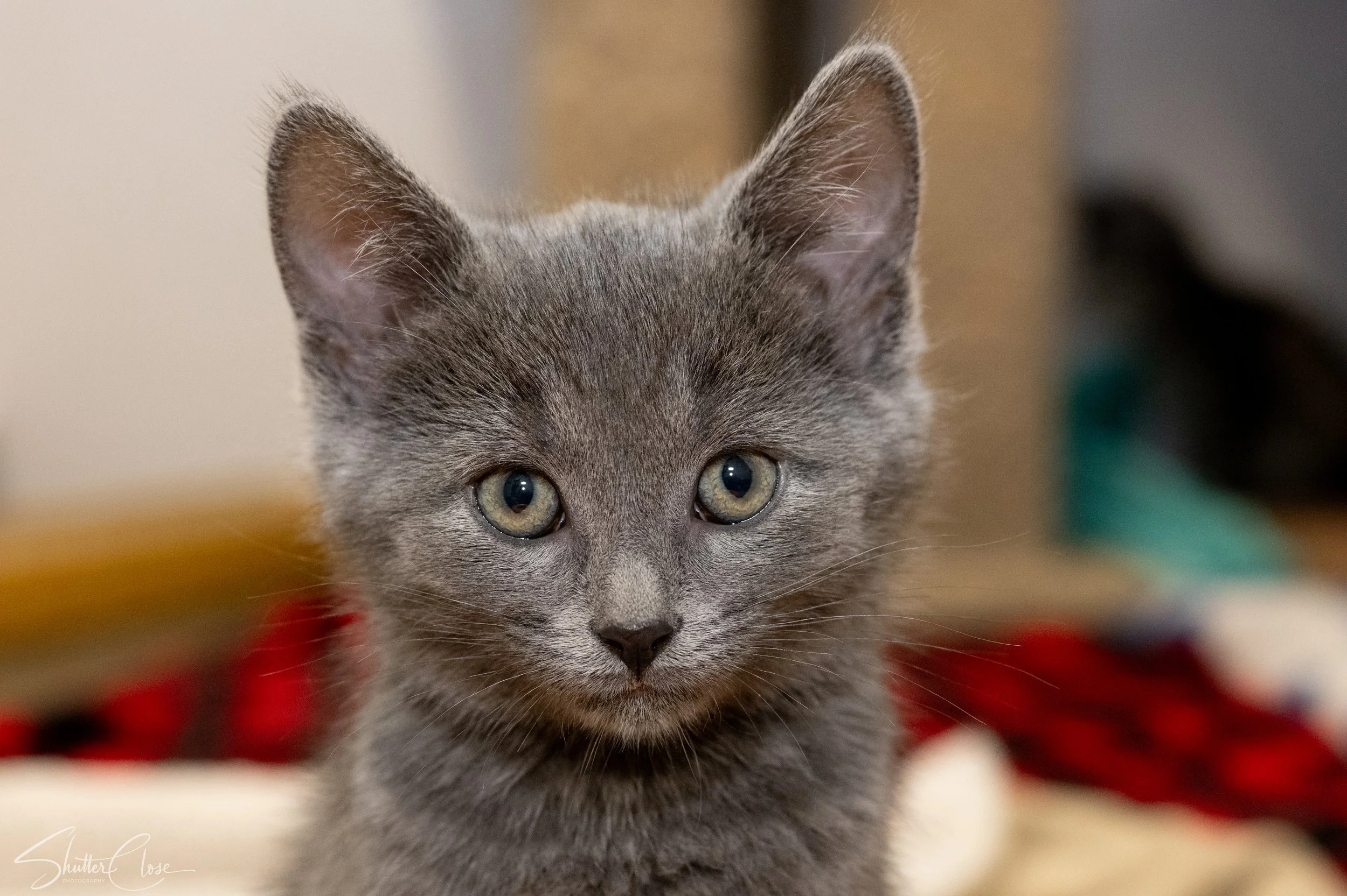 Close-up of a gray kitten with blue eyes, looking forward with a blurred background.