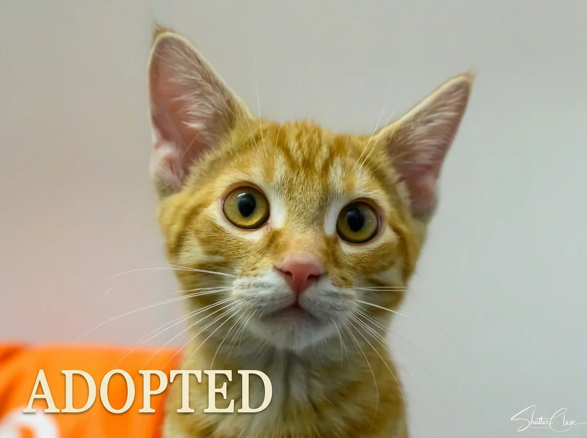 Close-up of an orange tabby kitten with large green eyes, looking at the camera, with the word 'ADOPTED' overlaid in the lower left corner.