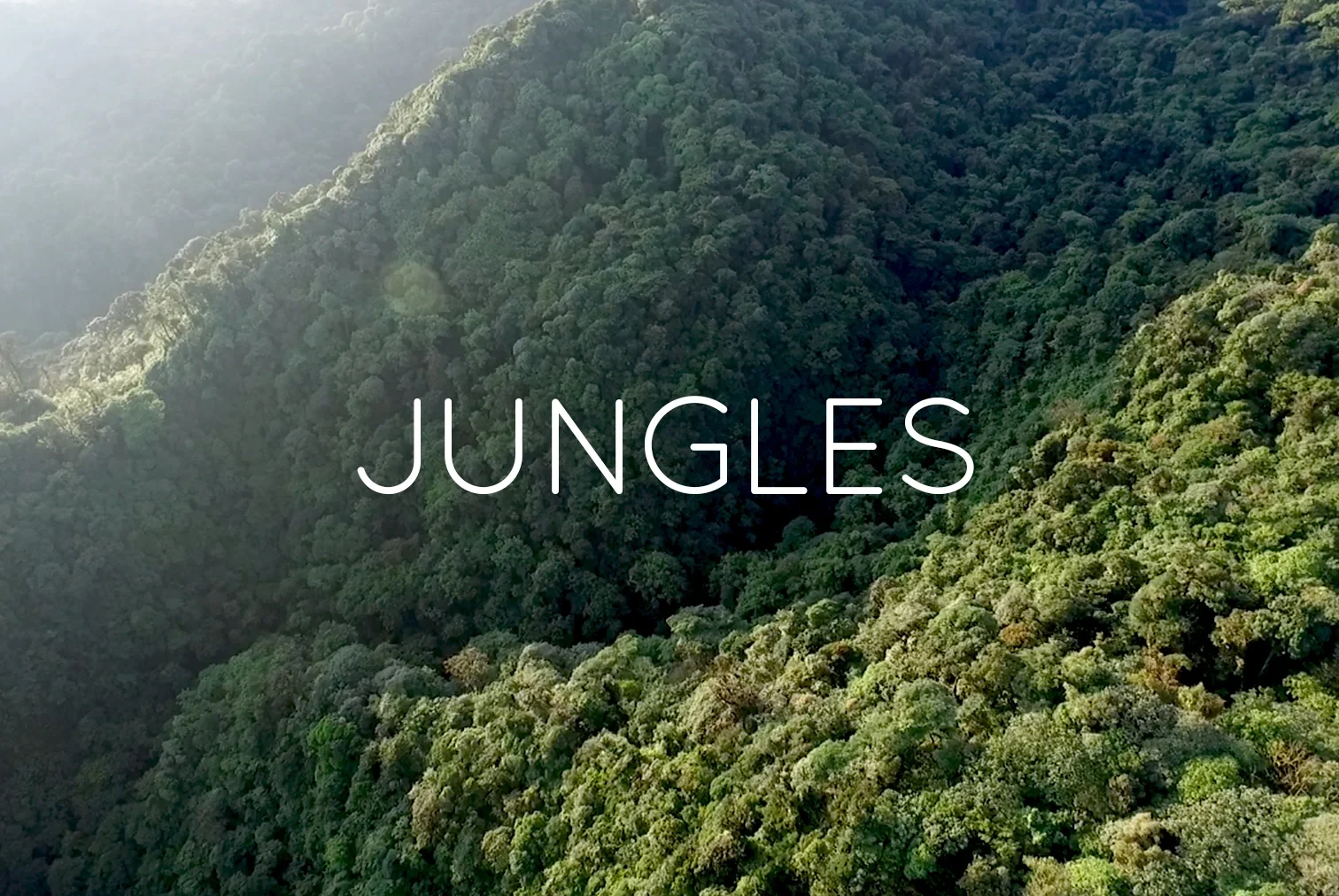 Aerial view of lush green jungle with sunlight filtering through the trees and the word 'JUNGLES' overlayed in the center.