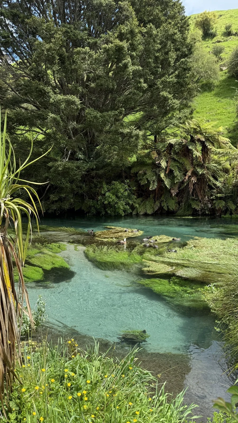 Turquoise river in a green landscape – a place that inspires a commissioned painting (Auftragsbild) by Sabrina Tina Richter