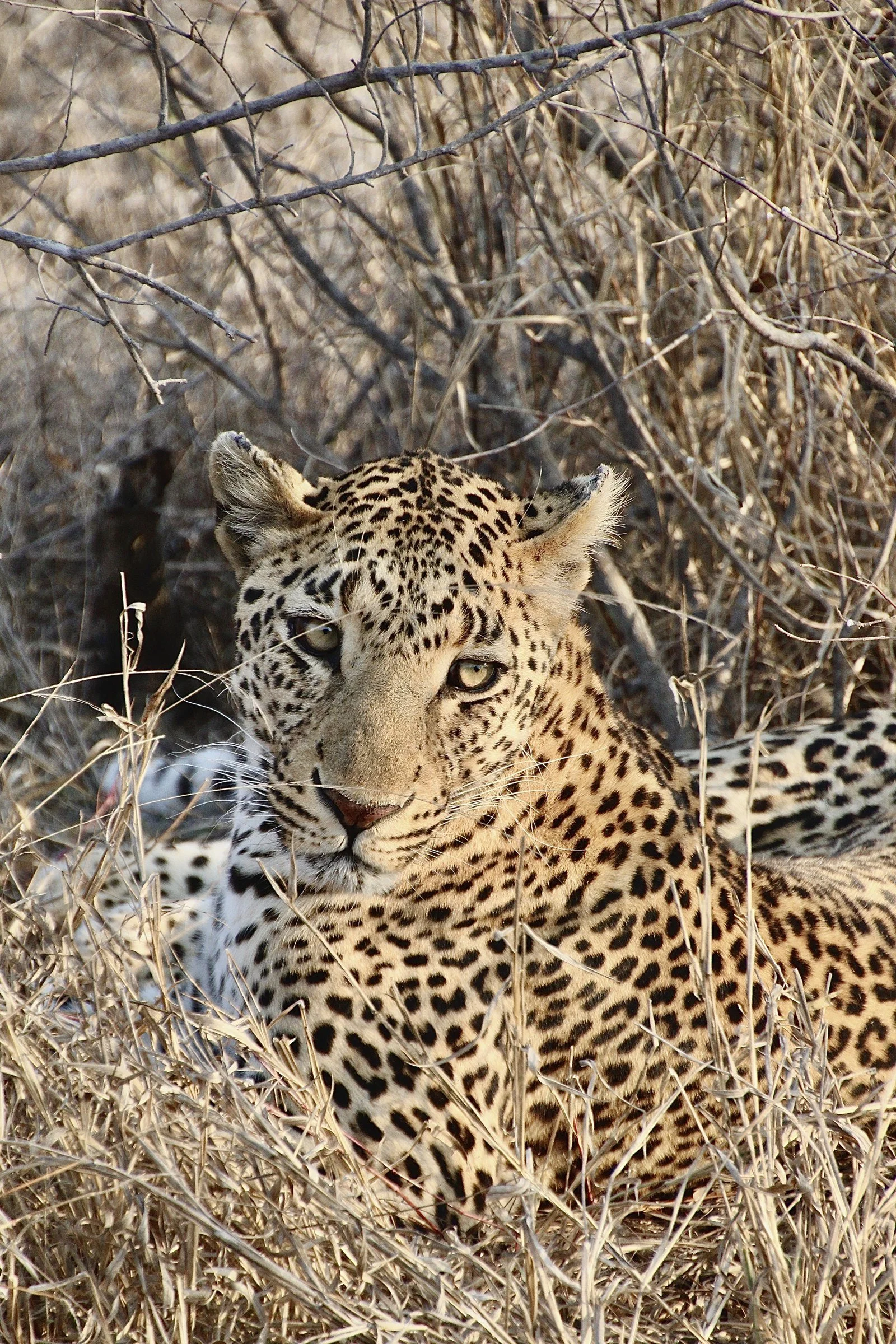 Leopard camouflaged in dry grass in the South African bush, the inspiration for the Visual Safari paintings by Sabrina Richter