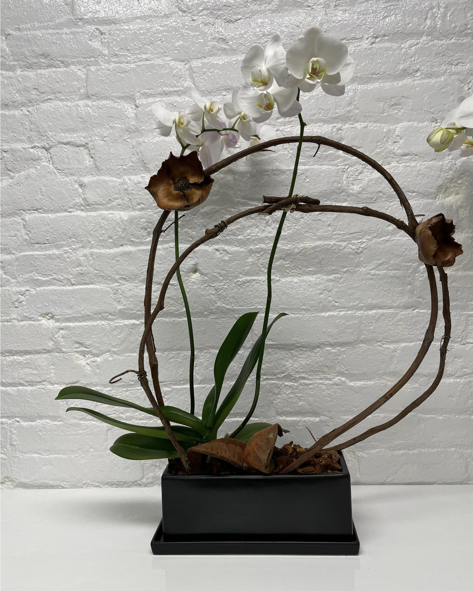 A potted orchid plant with white flowers and green leaves, arranged in a decorative metal arch against a white brick wall.