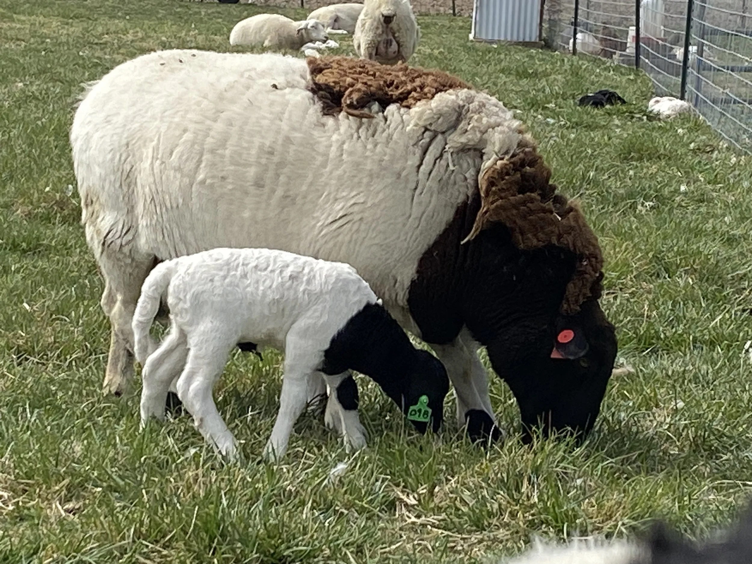 Group of sheep and lambs grazing on grass in a fenced outdoor area.