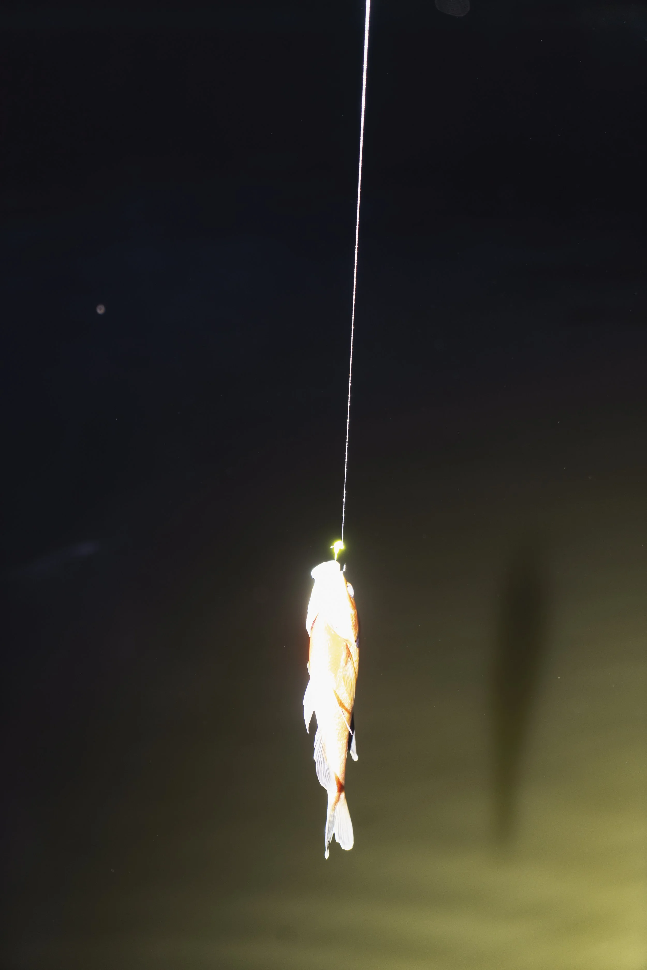 CapstoneJPEG-14.jpg