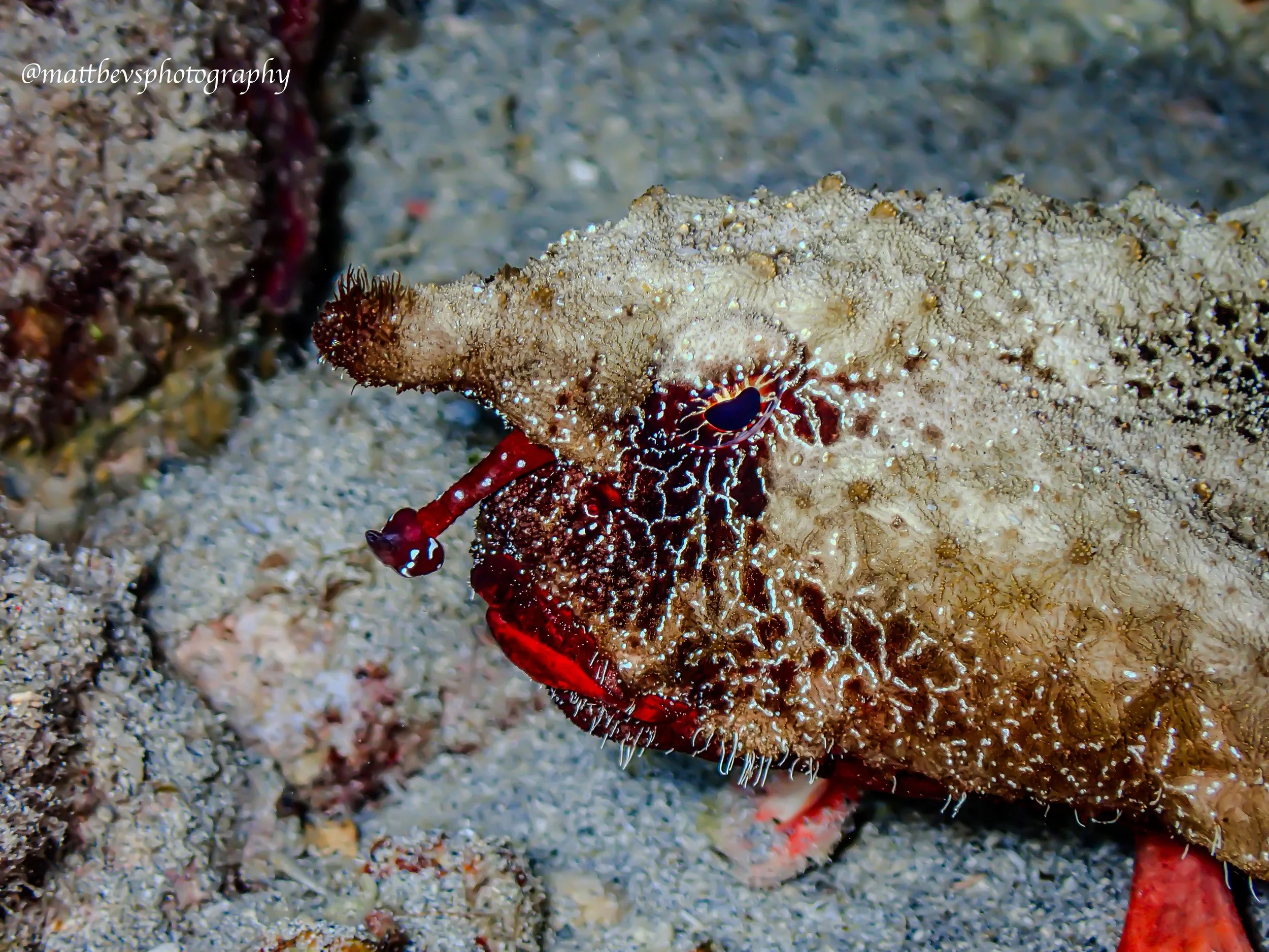Ogcocephalus nasutus, St. Croix 2026