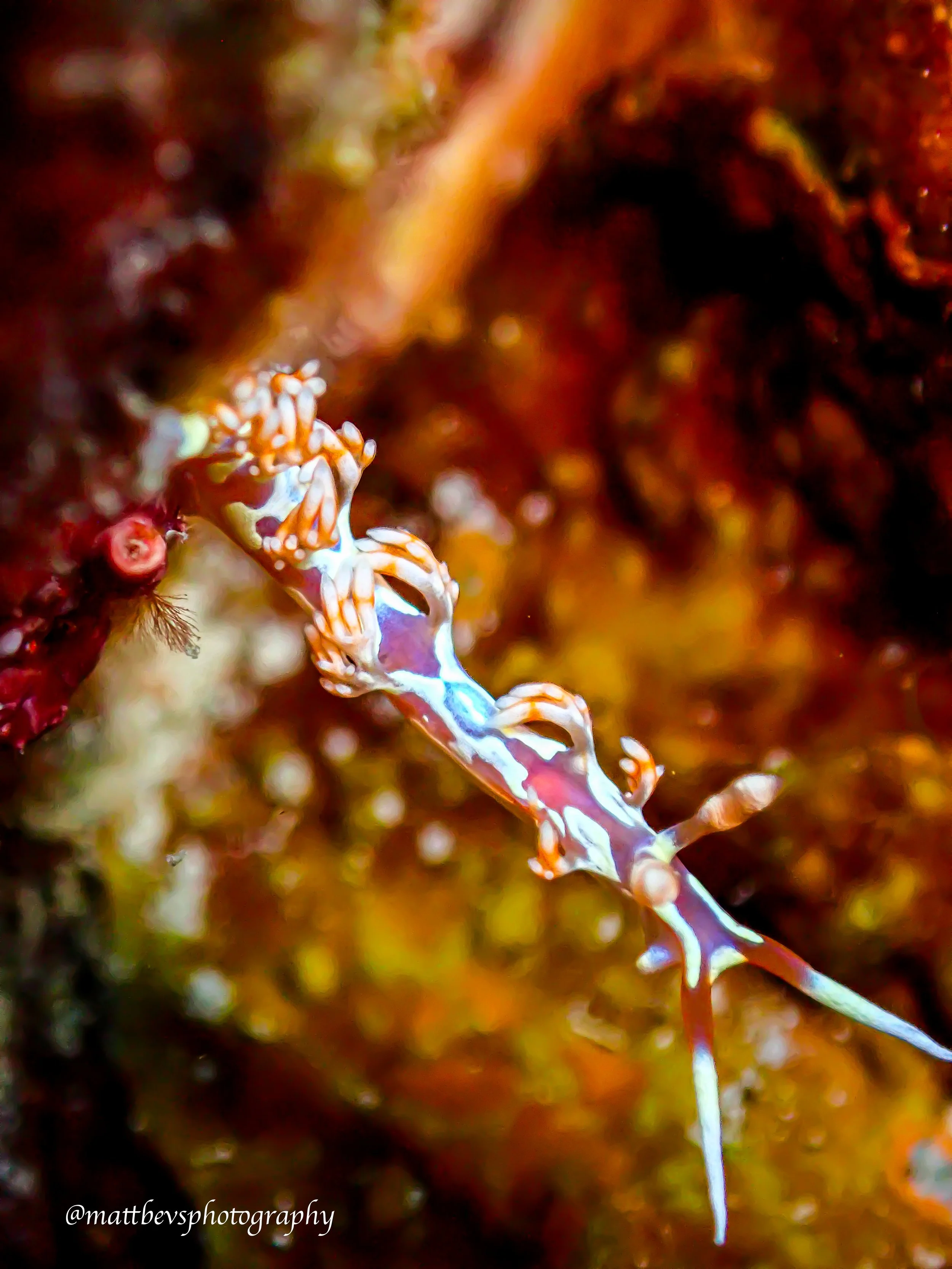Flabellina engeli, St. Croix 2025
