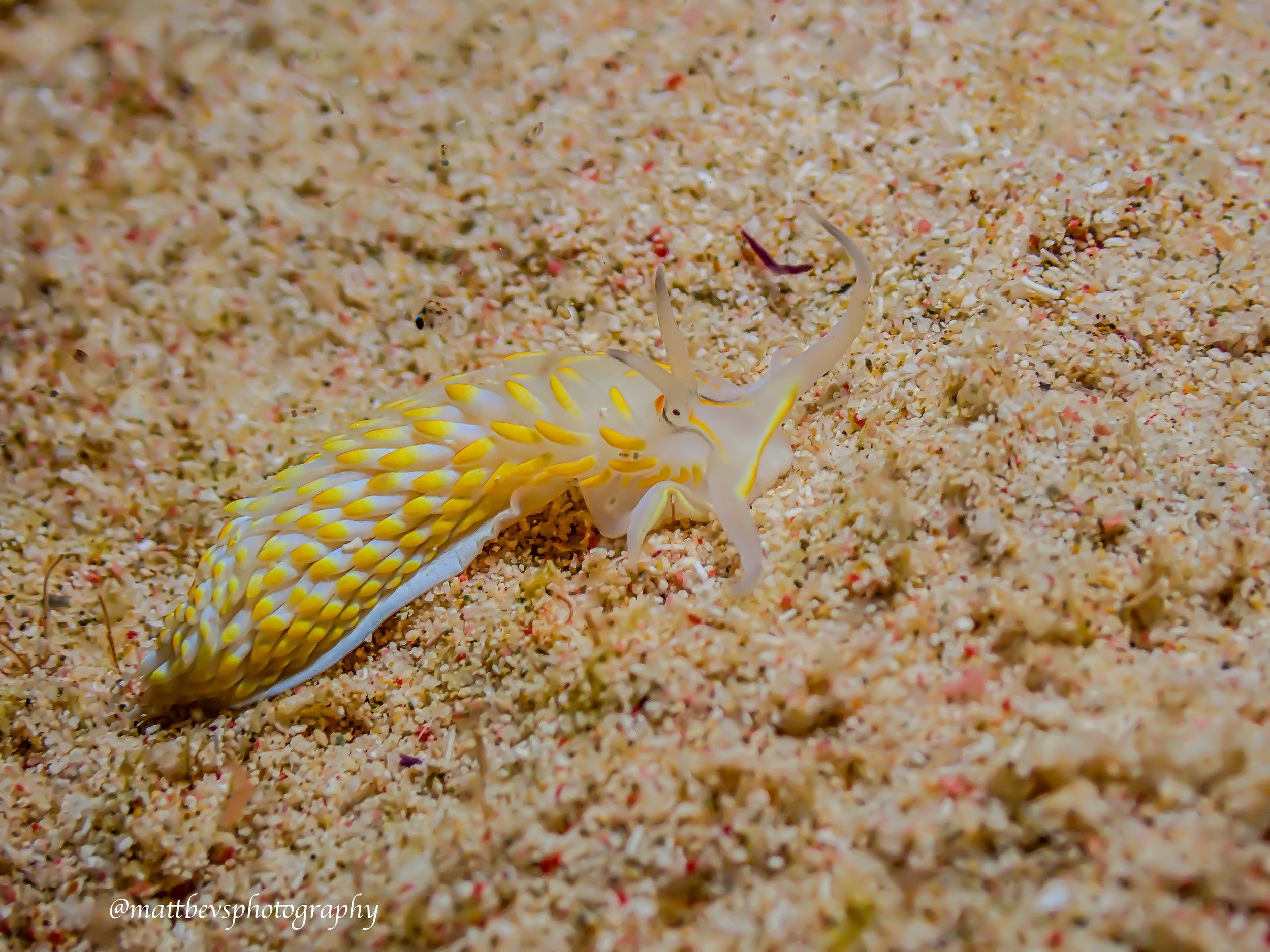 Cerberilla potiguara, St. Croix 2026