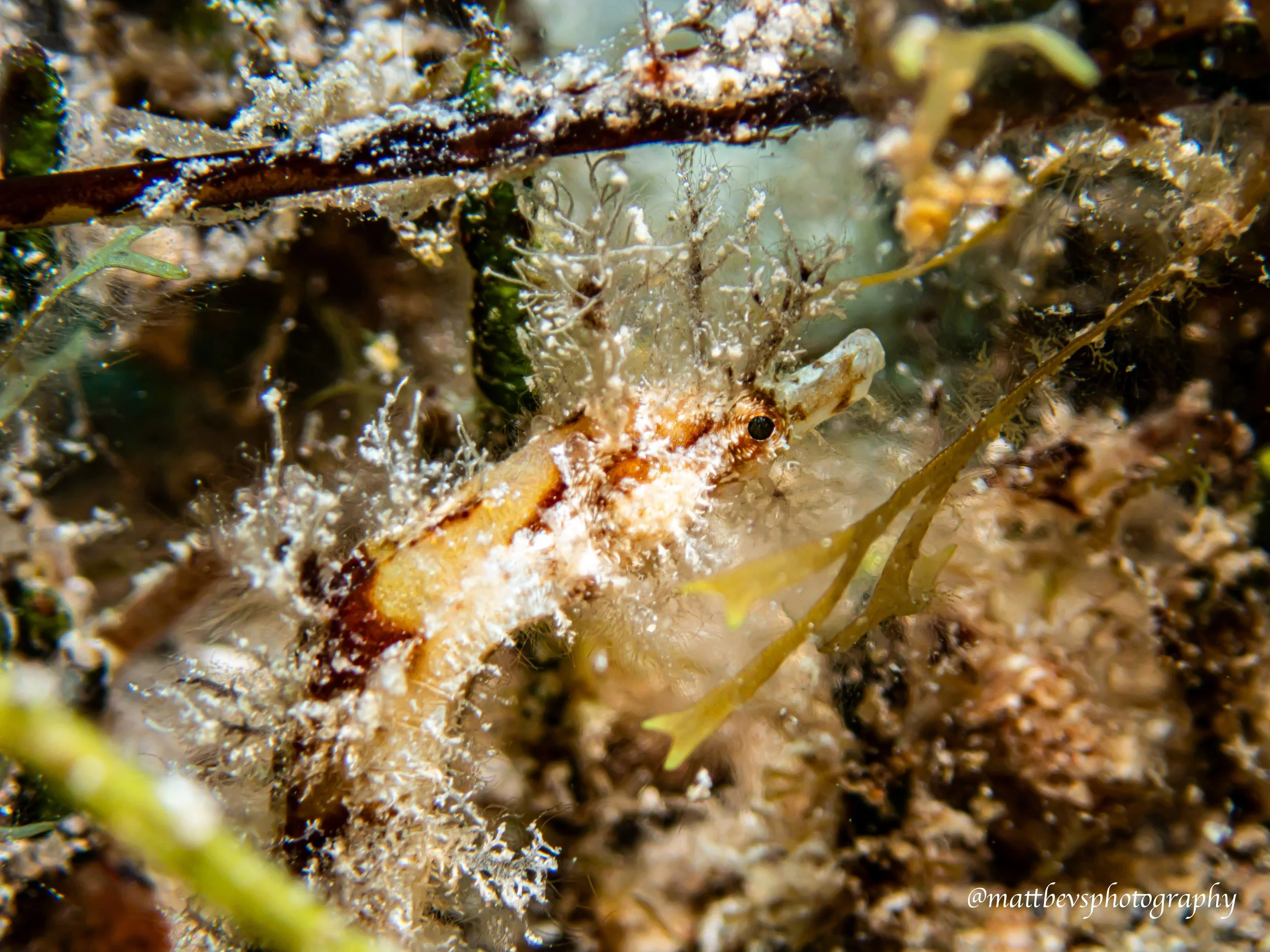 Amphelikturus dendritica, St. Croix 2026