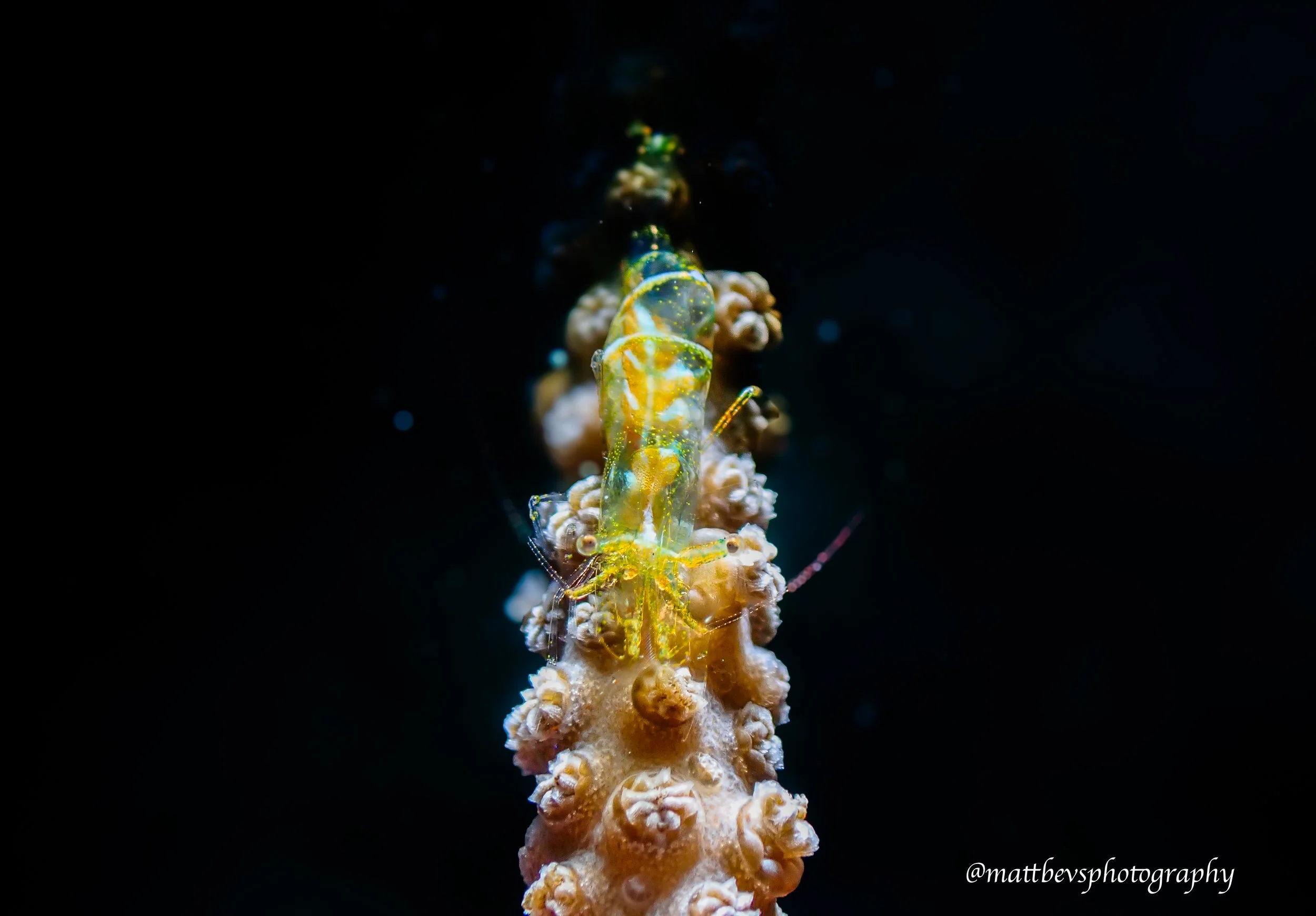 Palaemonidae sp, St. Croix 2026