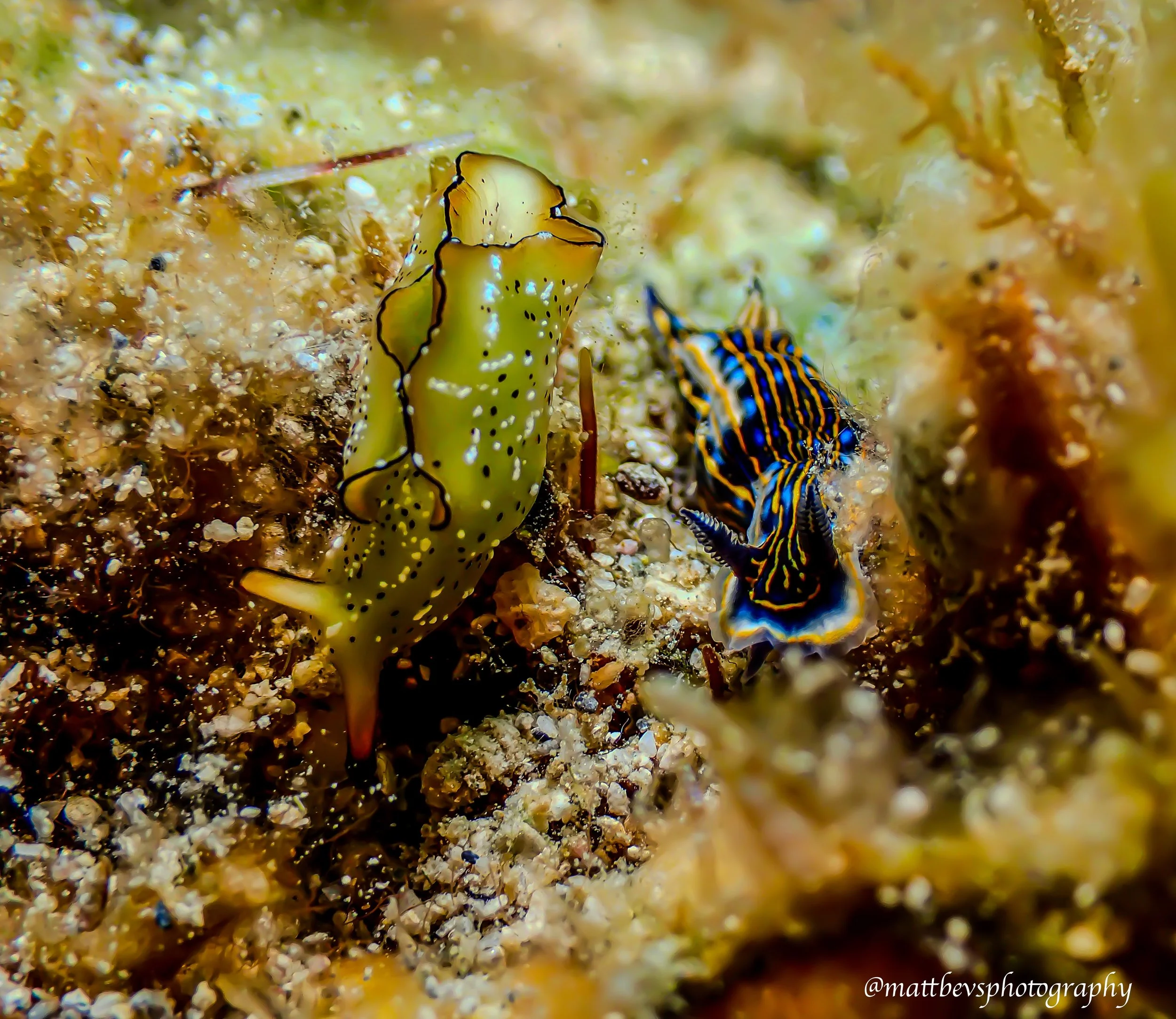 Elysia ornata & Femilare ruthae, St. Croix 2026