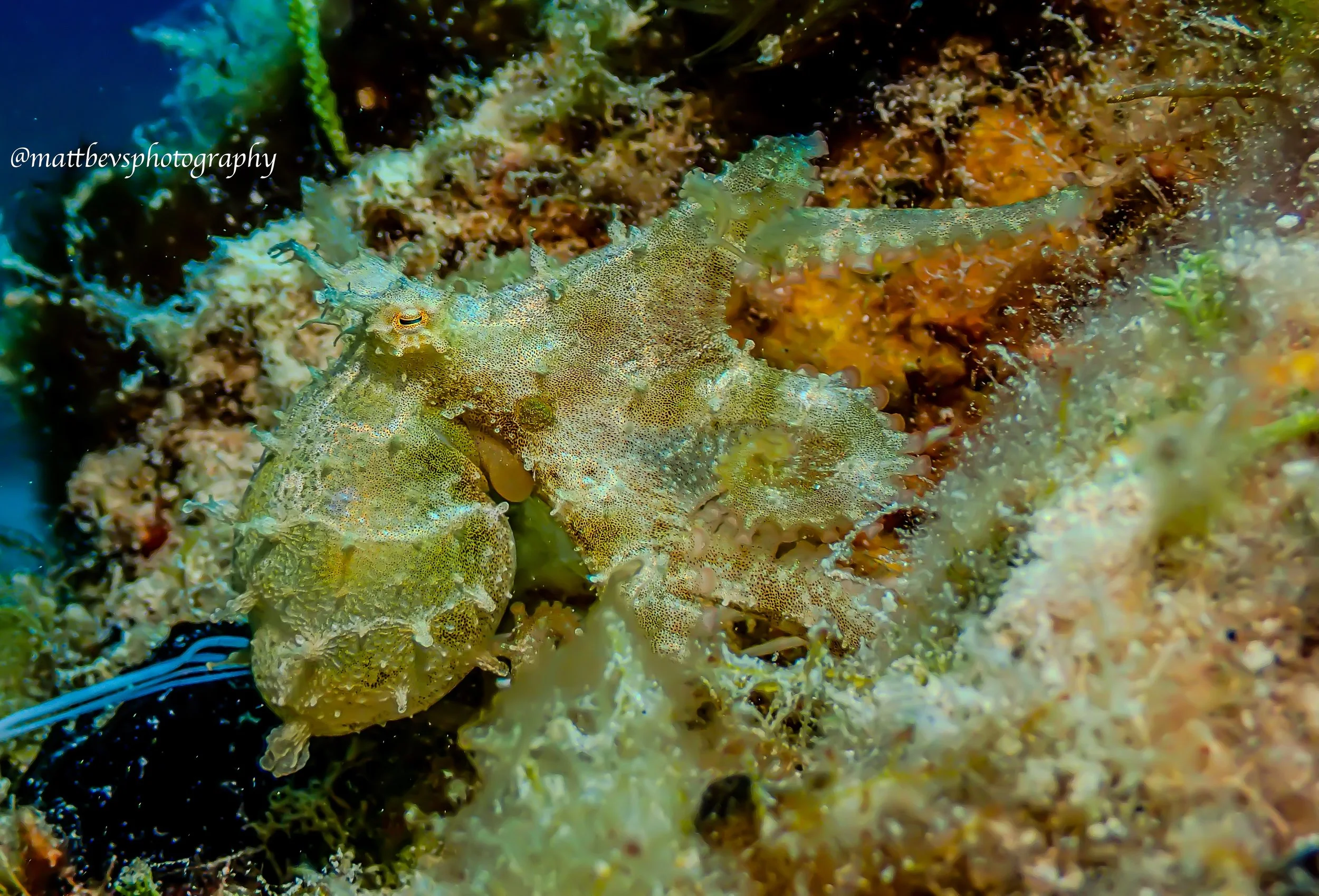 Octopus vulgaris (juvenile), St. Croix 2026