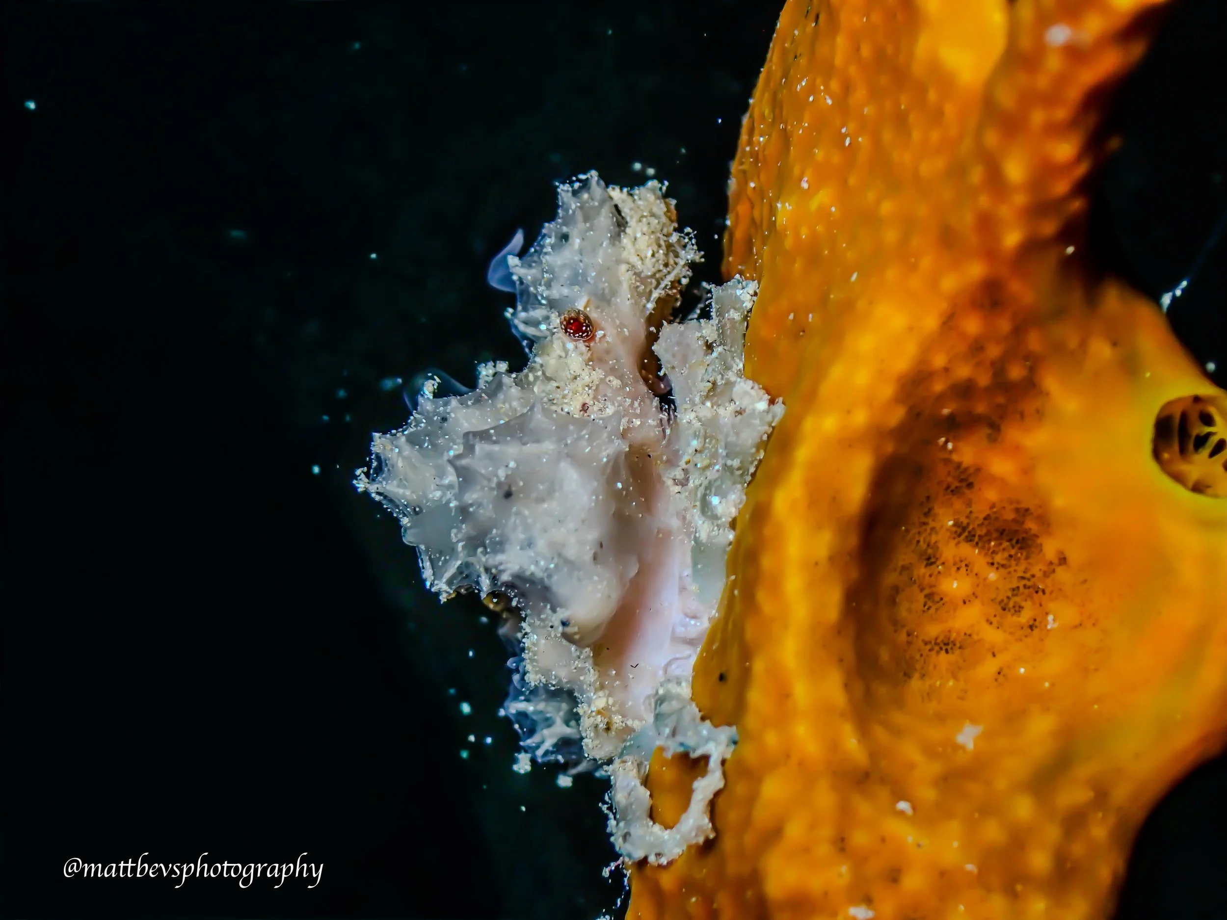 Majoidea sp, St. Croix 2026