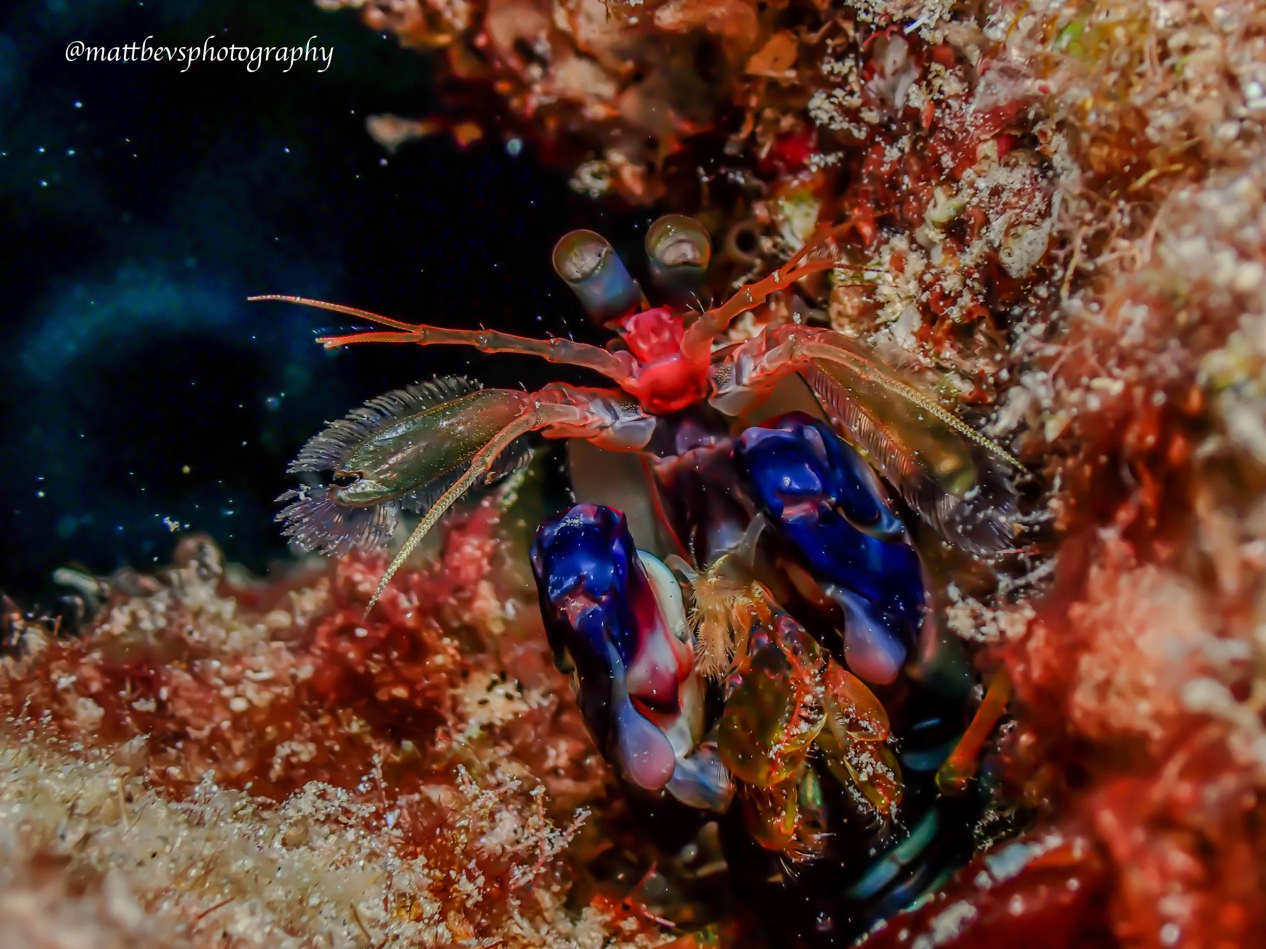 Neogonodactylus curacaoensis, St. Croix 2026