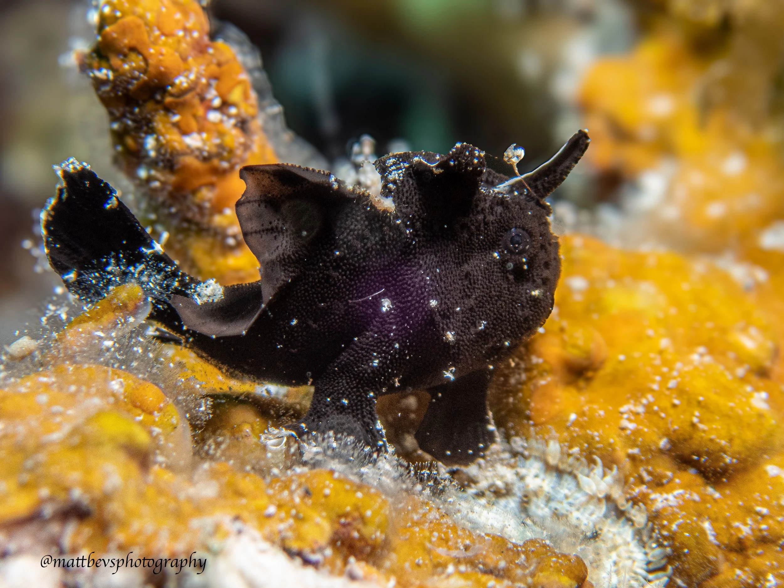 Antennarius multiocellatus, St. Croix 2026