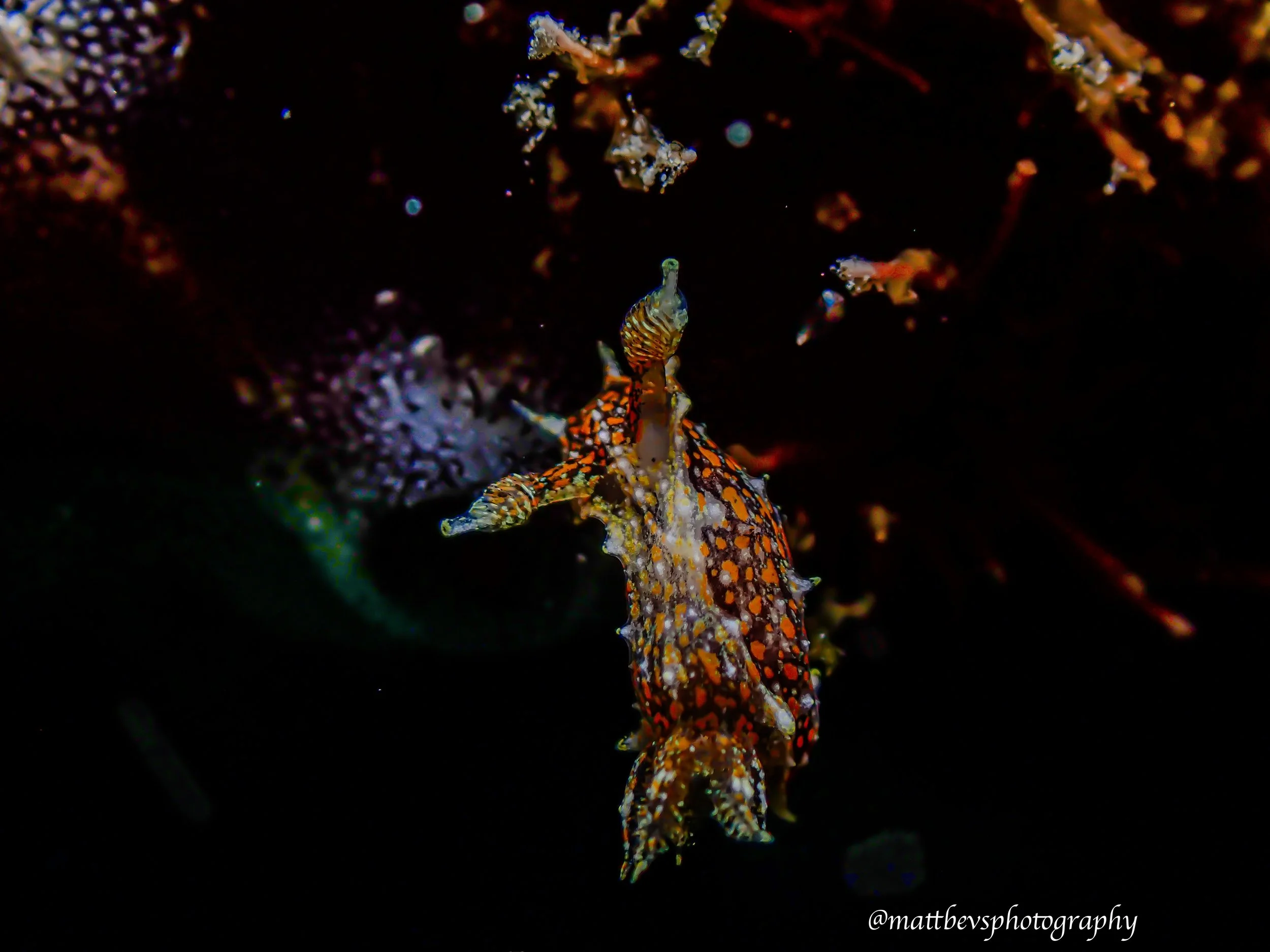 Polycera odhneri, St. Croix 2026