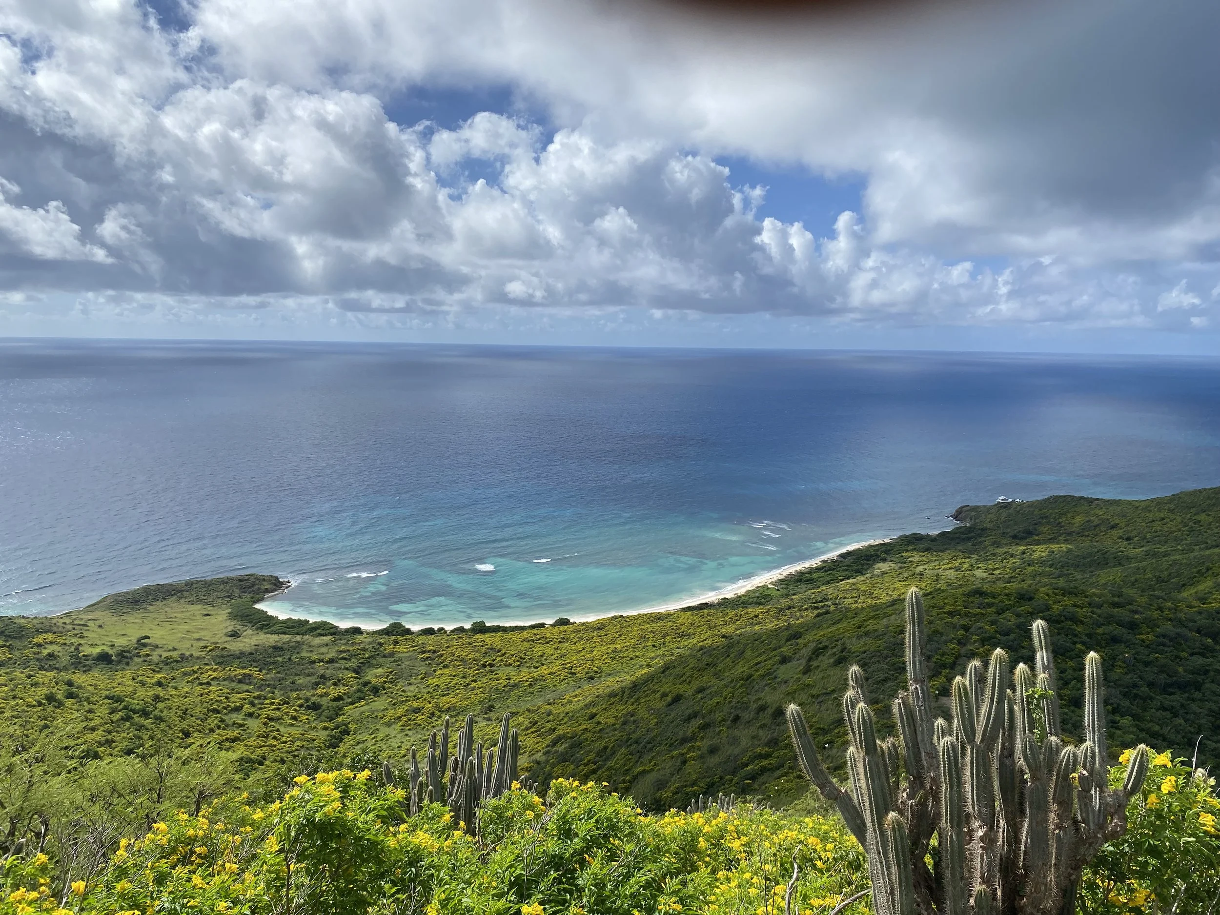A scenic view of the ocean with a cloudy sky overhead, lush green vegetation including cacti in the foreground, and vibrant yellow flowers scattered throughout.