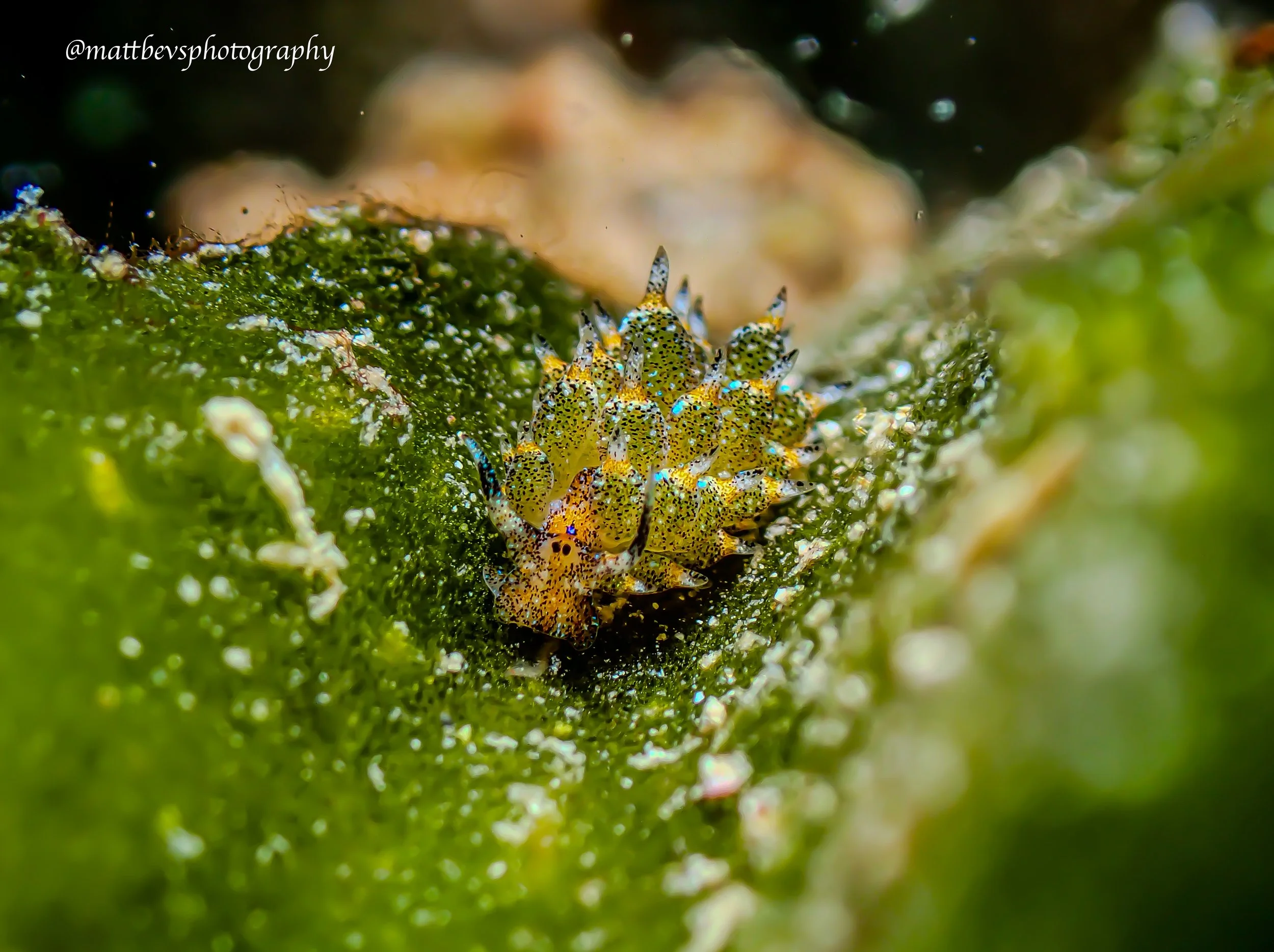 Costasiella ocellifera, St. Croix 2026