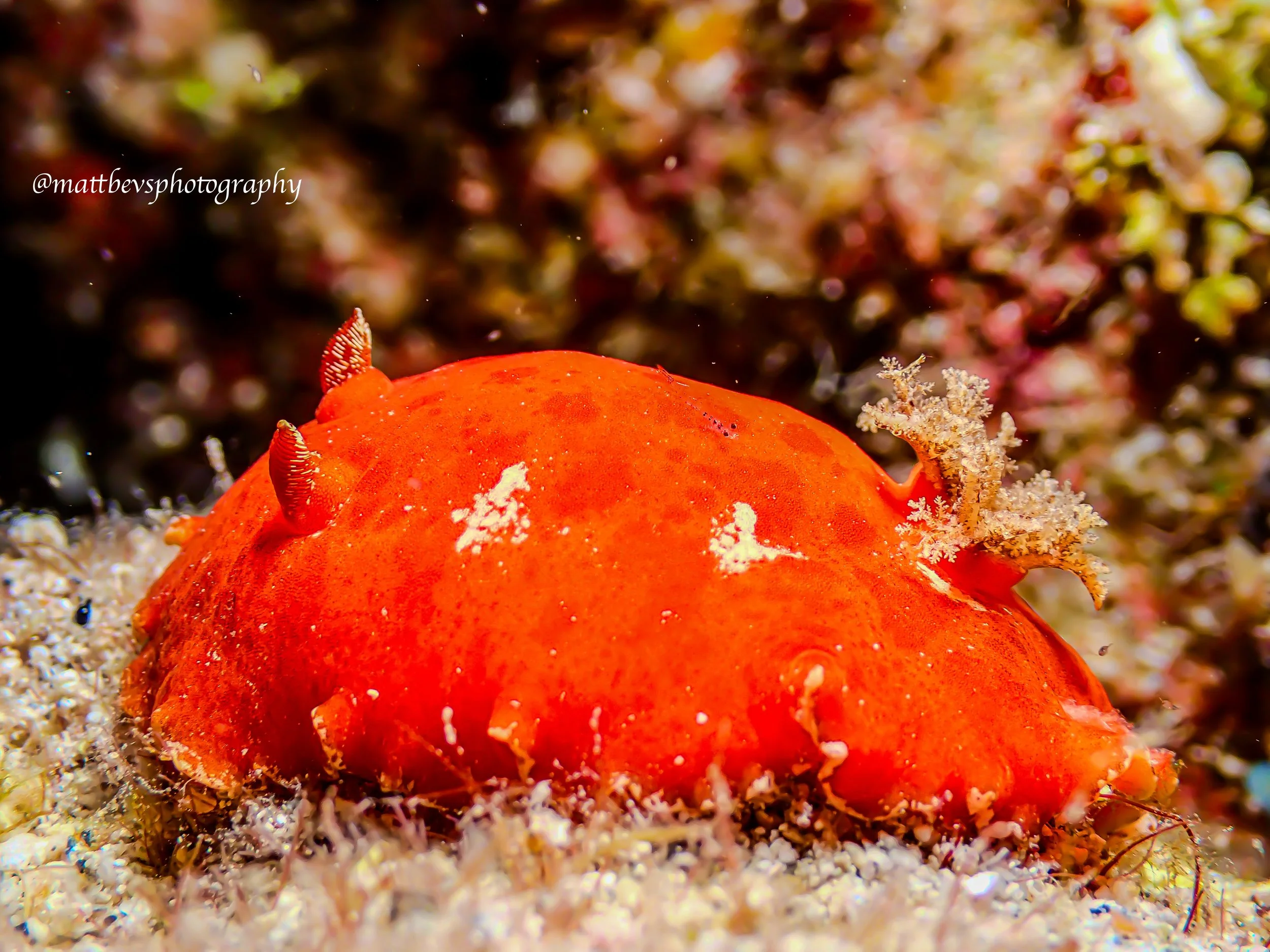 Platydoris angustipes, St. Croix 2026