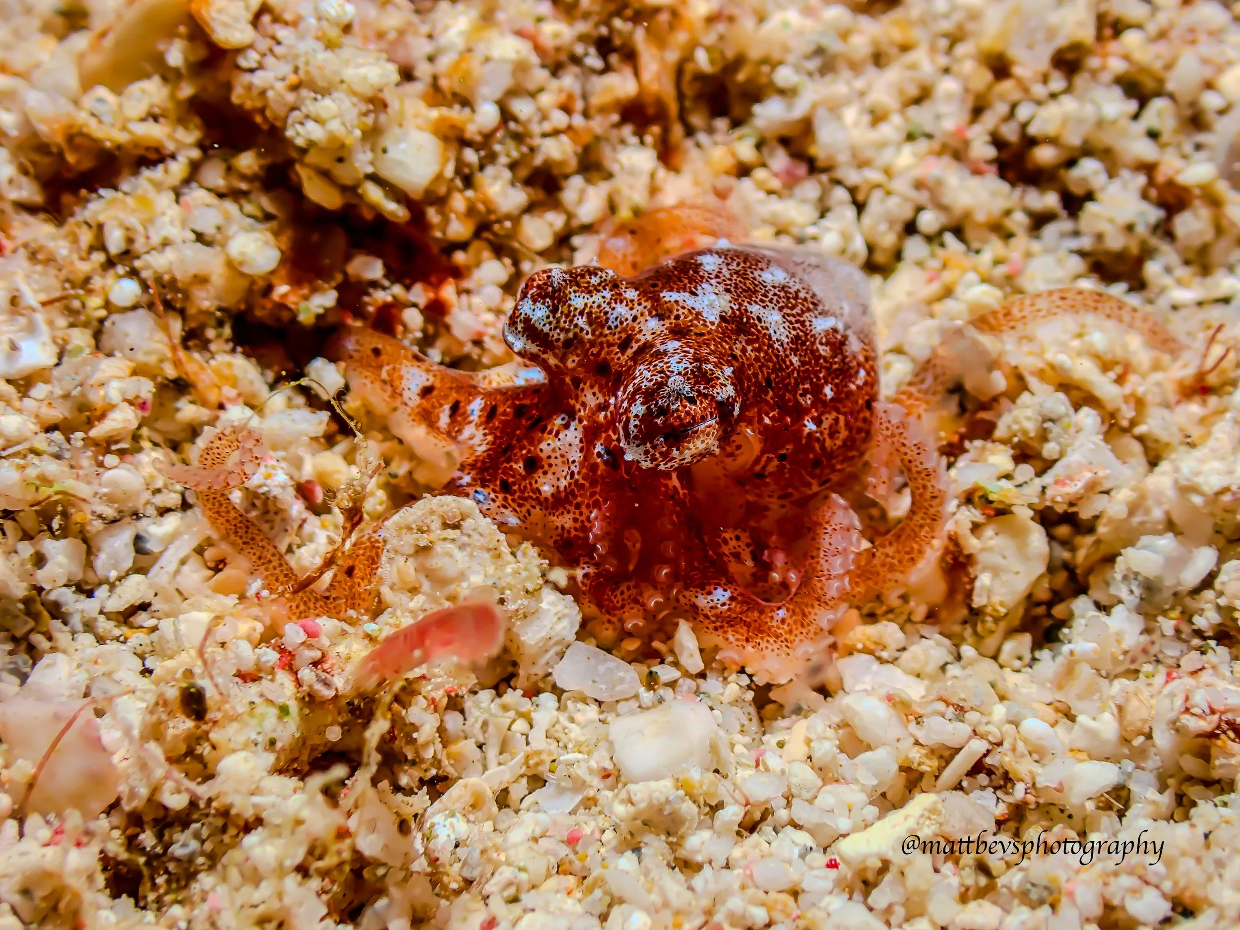 Octopus sp (juvenile). St. Croix 2026