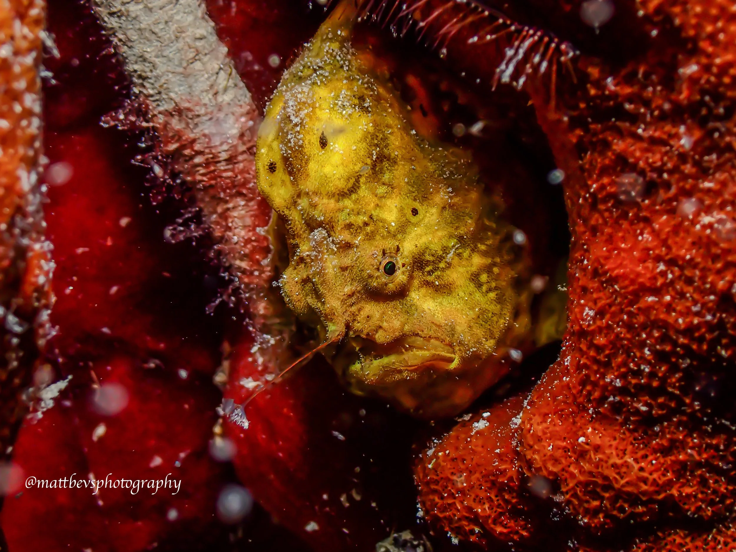 Antennarius multiocellatus, St. Croix 2026