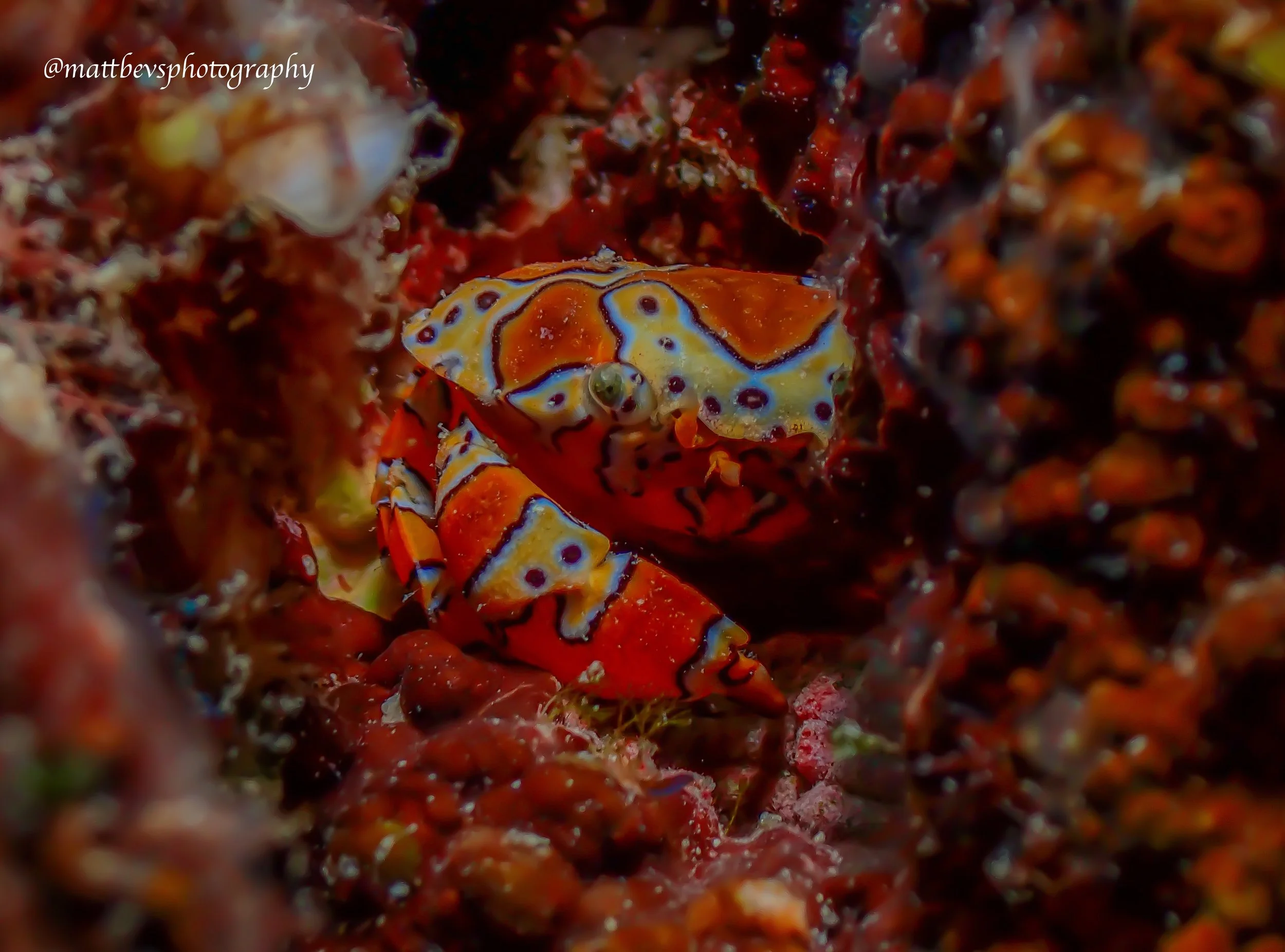 Platypodiella spectabilis, St. Croix 2026