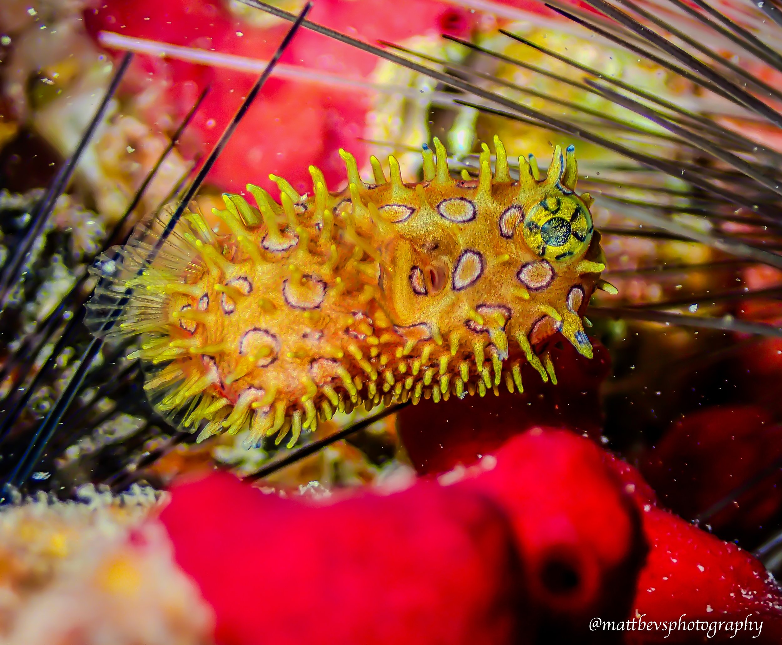 Chilomycterus antennatus (juvenile), St. Croix 2025