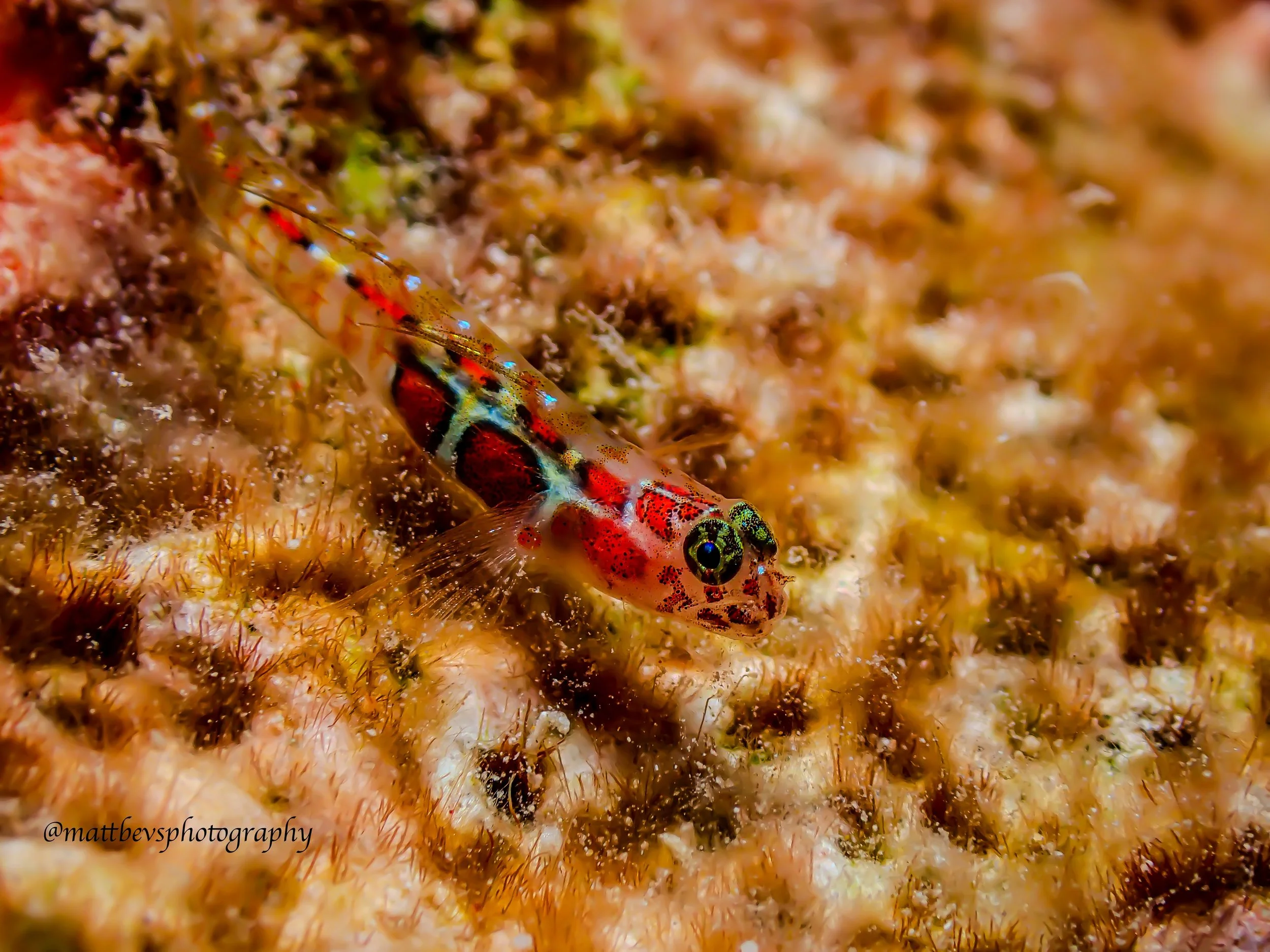 Tigrigobius dilepis, St. Croix 2026