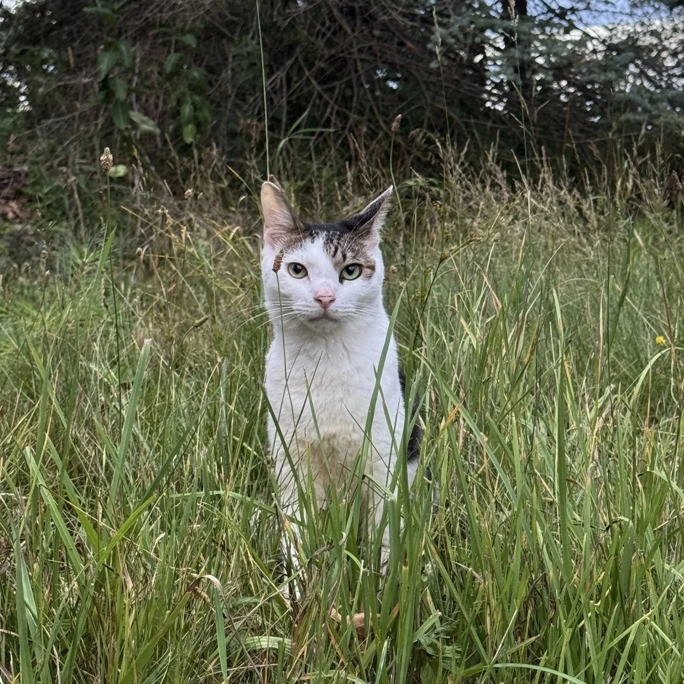 A cat with white fur and gray markings peeks through tall grass and plants in a natural outdoor setting.