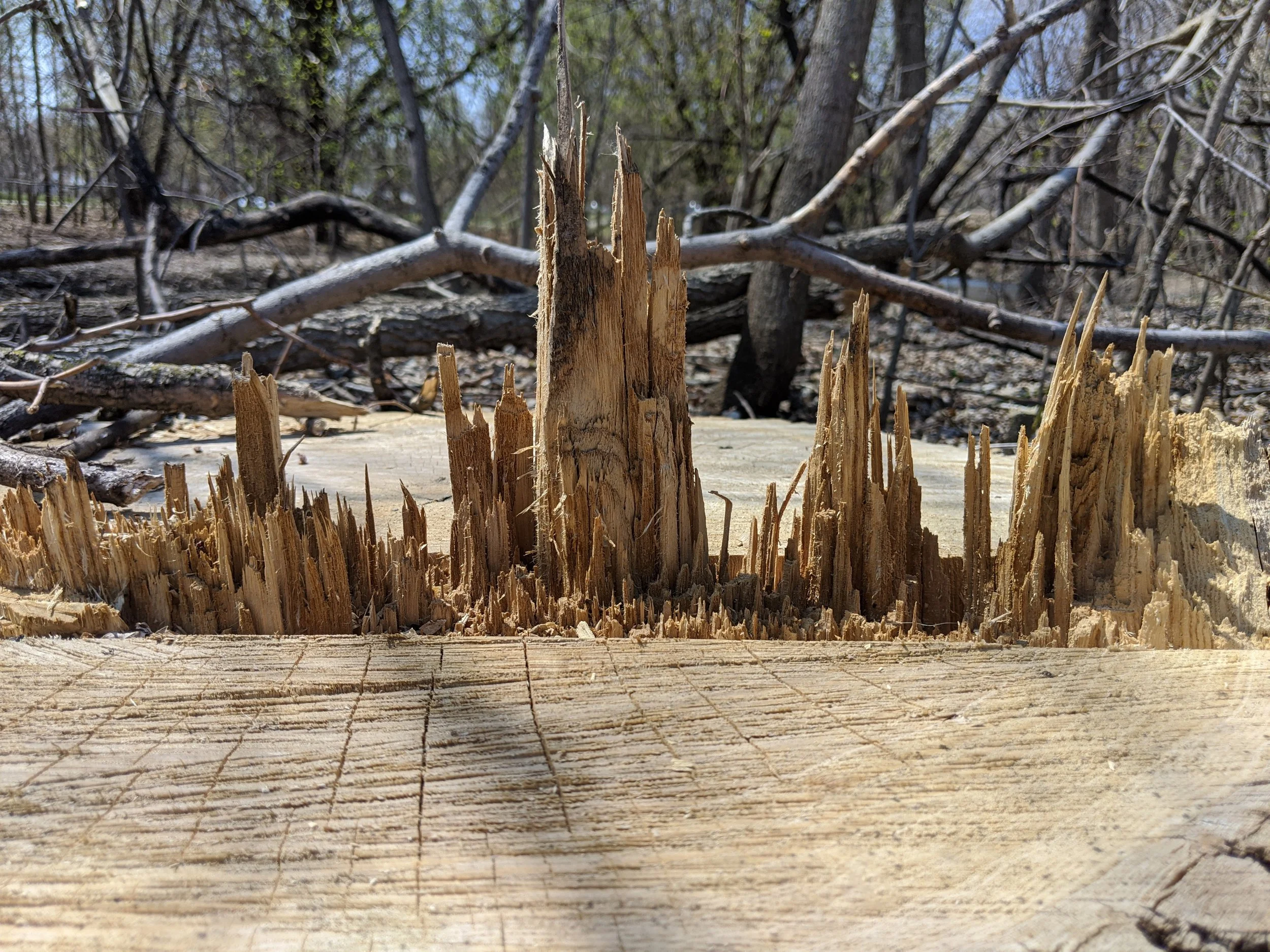 Broken tree stump on wooden surface inside wooded area with fallen branches and trees in the background.