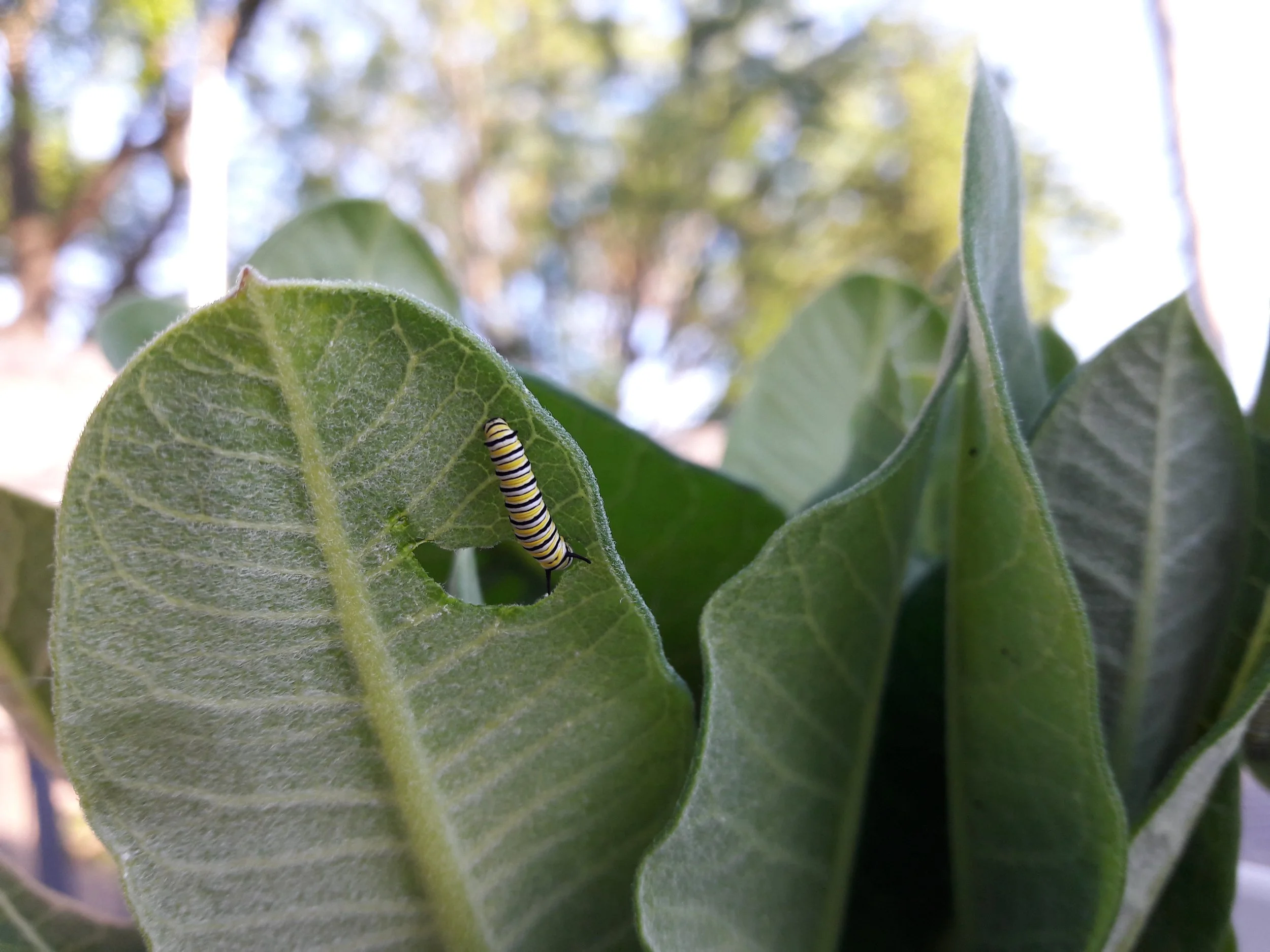 A close-up of a green leaf with a caterpillar featuring black, white, and yellow stripes, clinging to the leaf's surface. The background shows out-of-focus tree branches and sky.