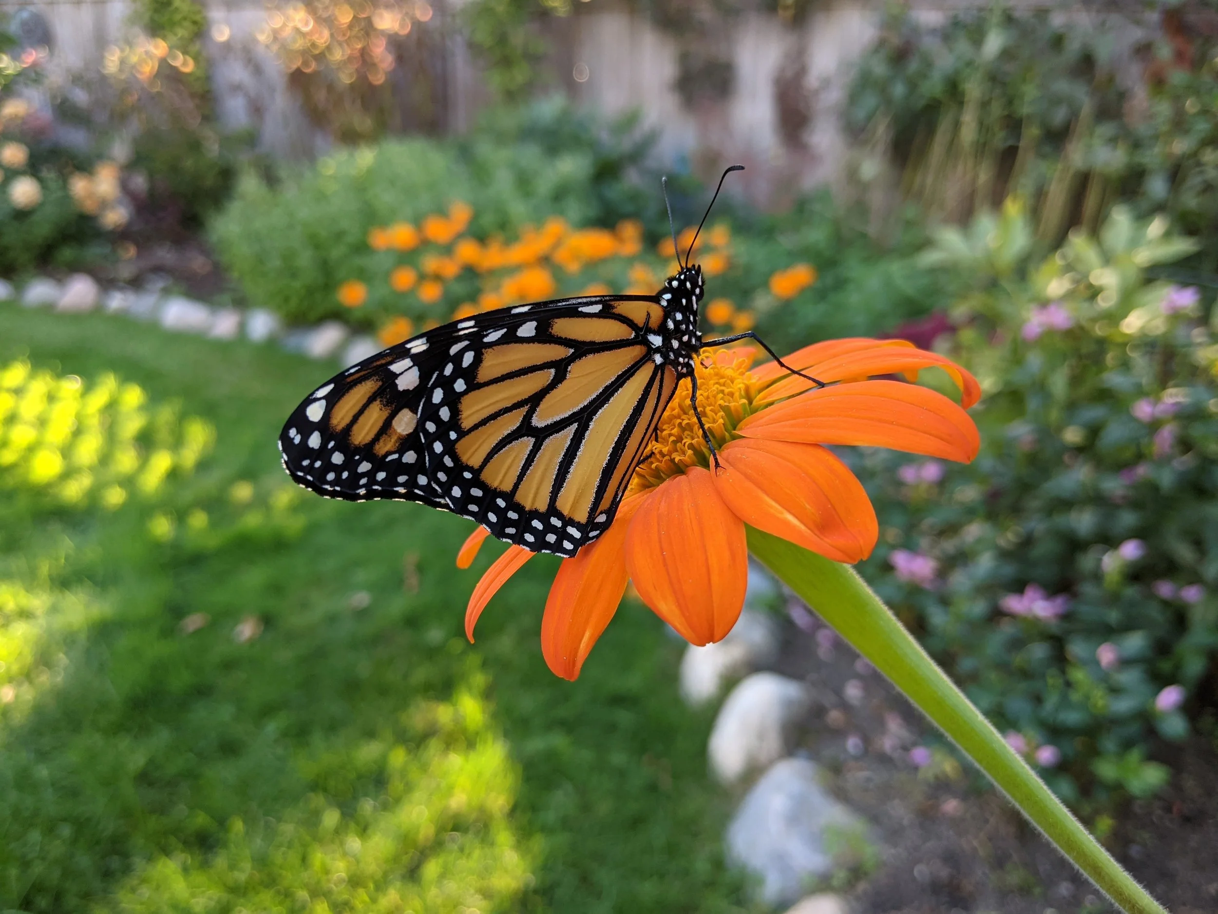 A monarch butterfly sitting on an orange flower in a garden with greenery and blurred plants in the background.
