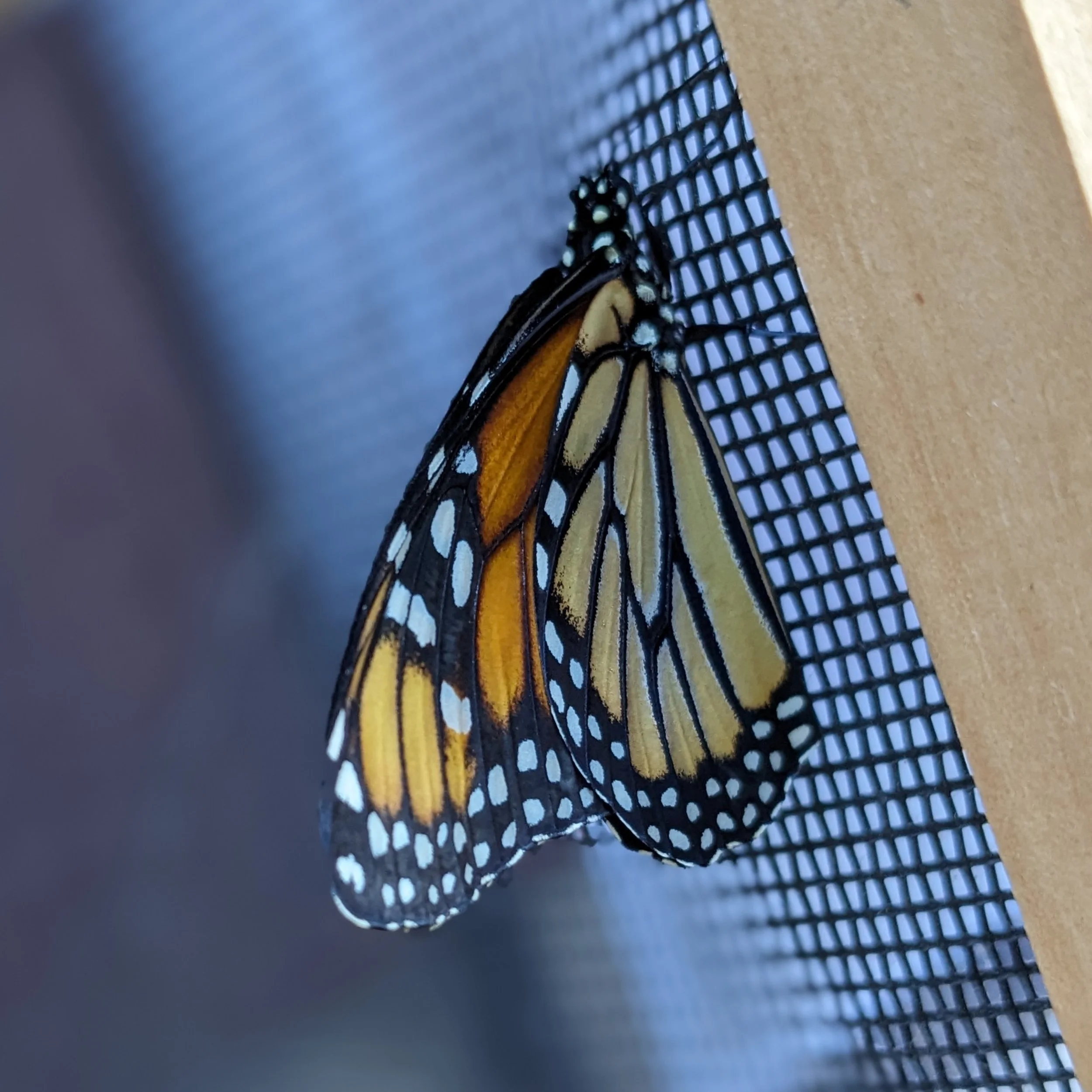 A butterfly with orange and black wings resting on a black plastic or metal grid surface.