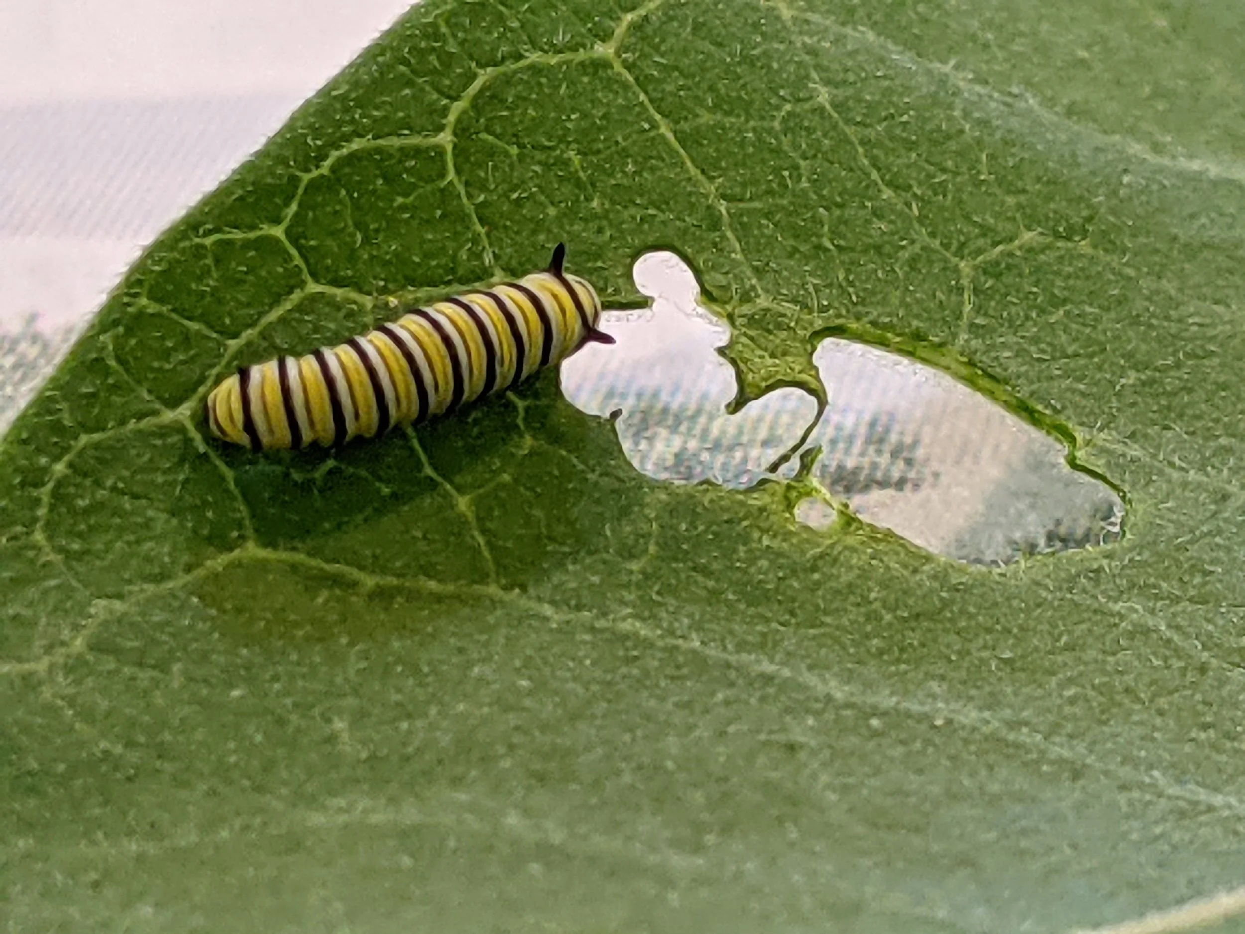 A yellow and black striped caterpillar on a green leaf with water droplets.