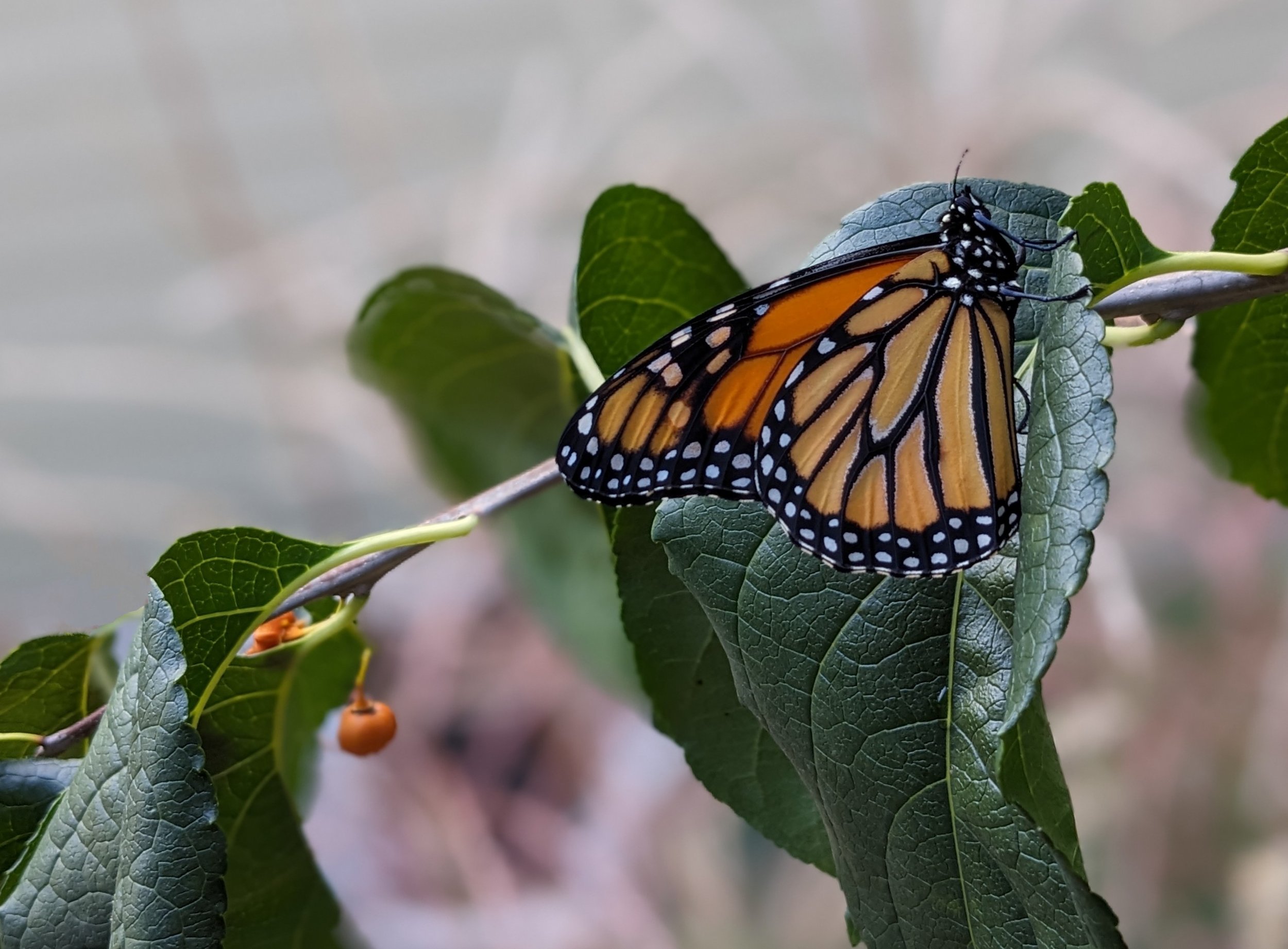 A Monarch butterfly resting on green leaves.