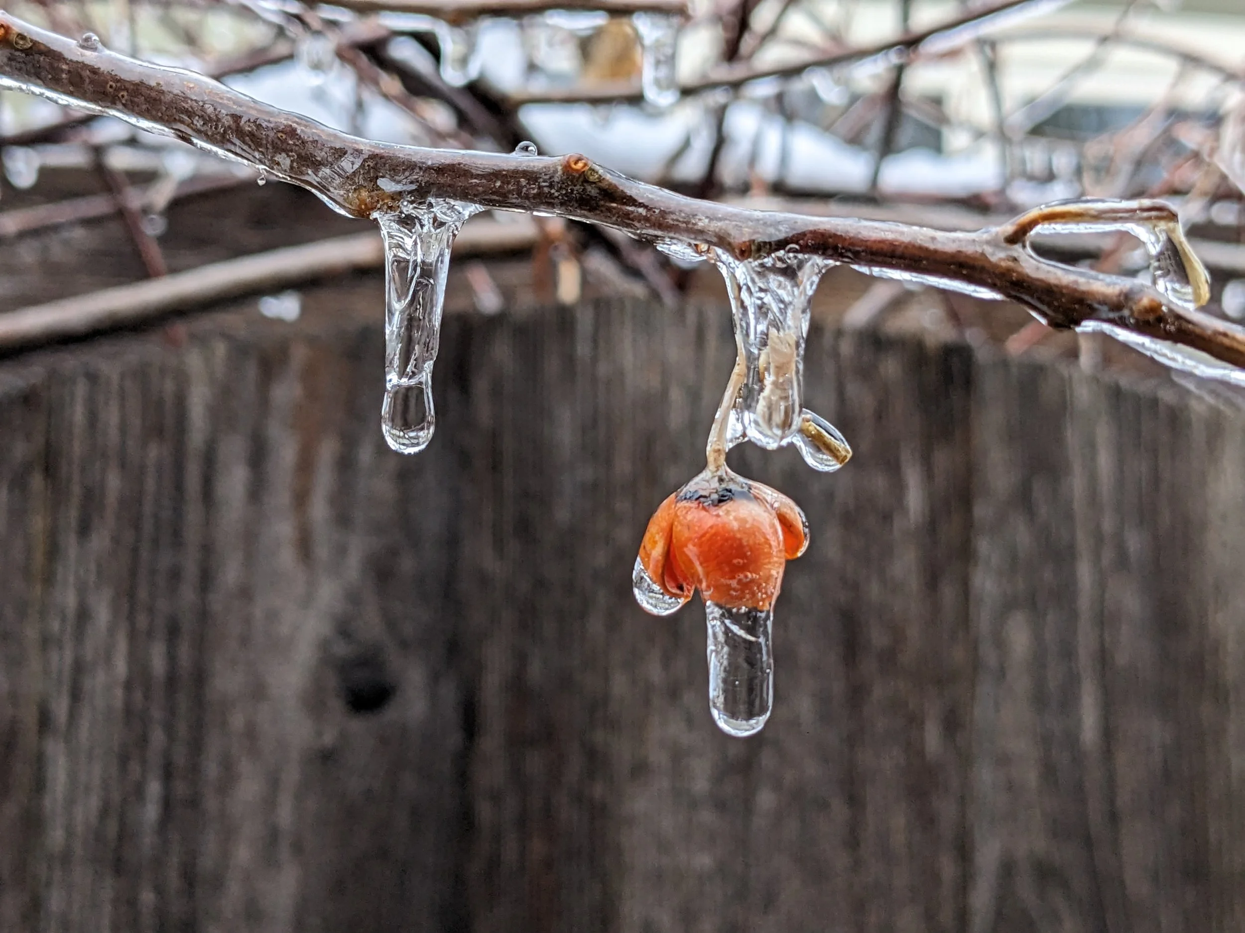 Close-up of a thin tree branch coated in ice with ice droplets hanging from it, in front of a blurred wooden fence background.