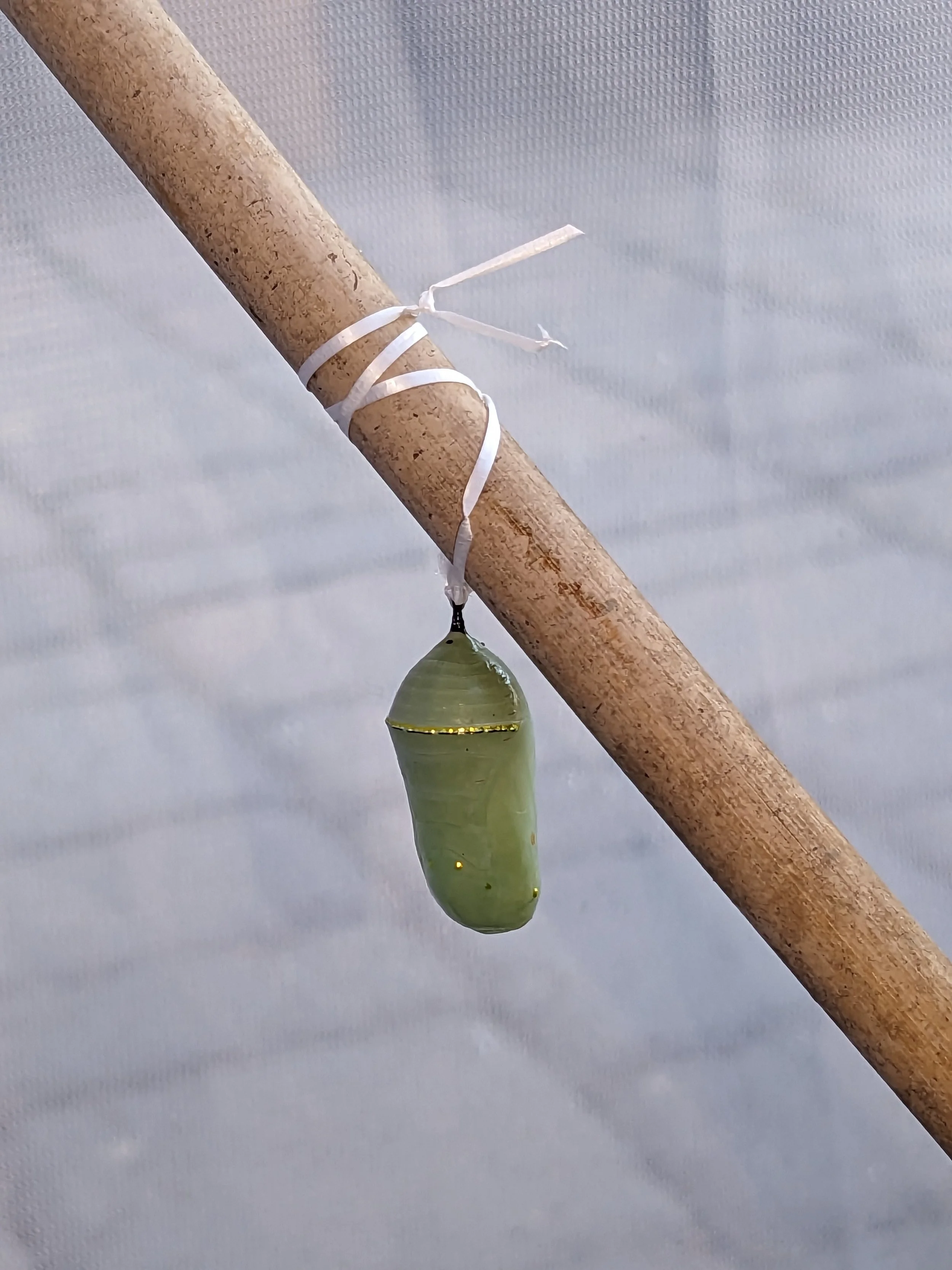 A green fish-shaped lure hanging from a small, partially frayed white ribbon tied around a diagonally oriented wooden stick. The background is light-colored and plain.