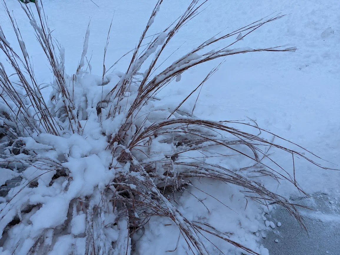 Snow-covered ornamental grass plant outdoors on a snowy ground.