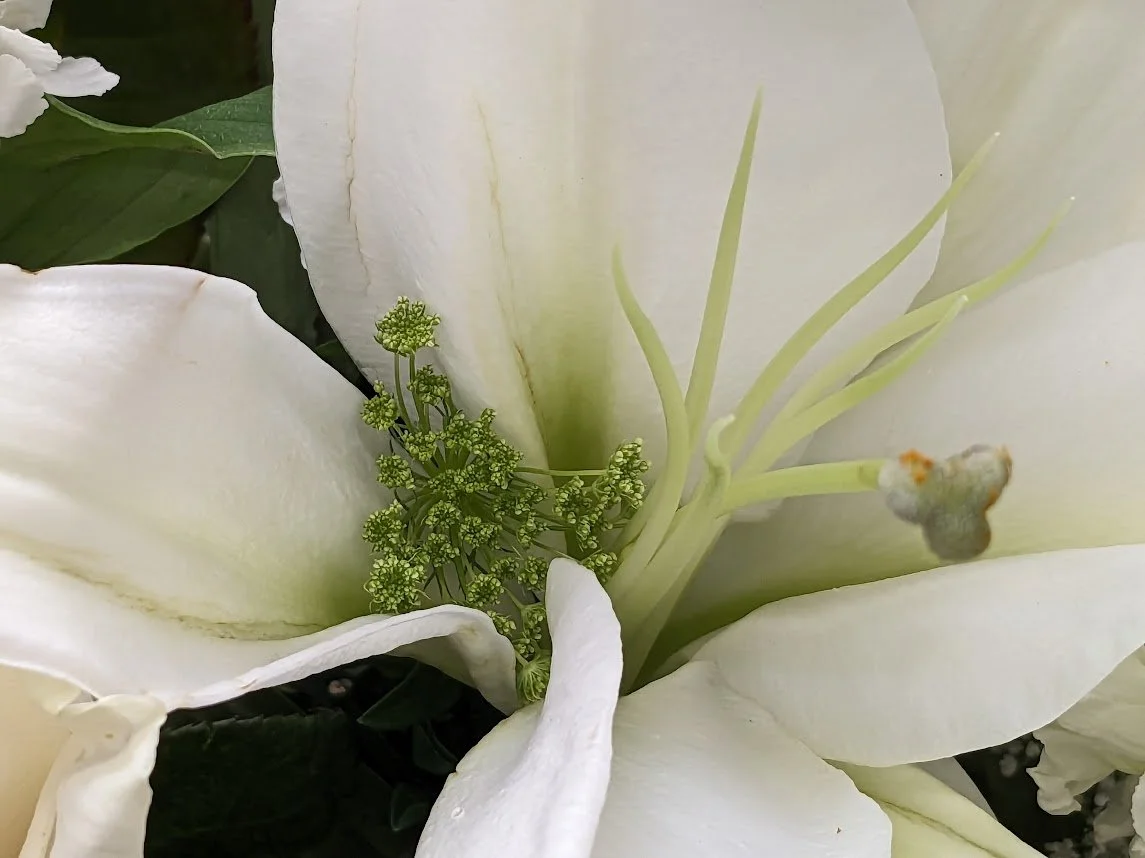 Close-up of a white flower with green stamens and small green cluster of flowers in the center