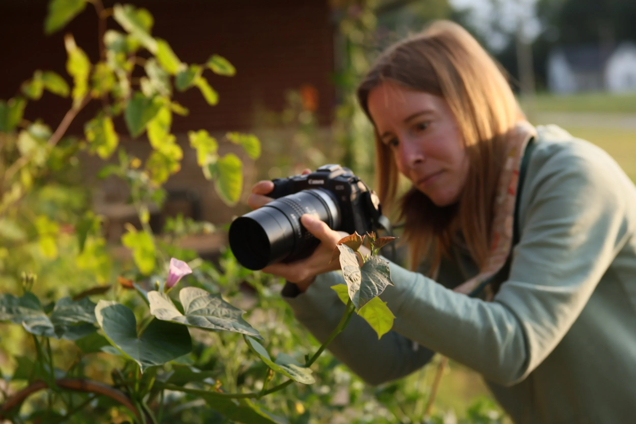 photographing a sweet potato flower with Lensbaby Velvet 85