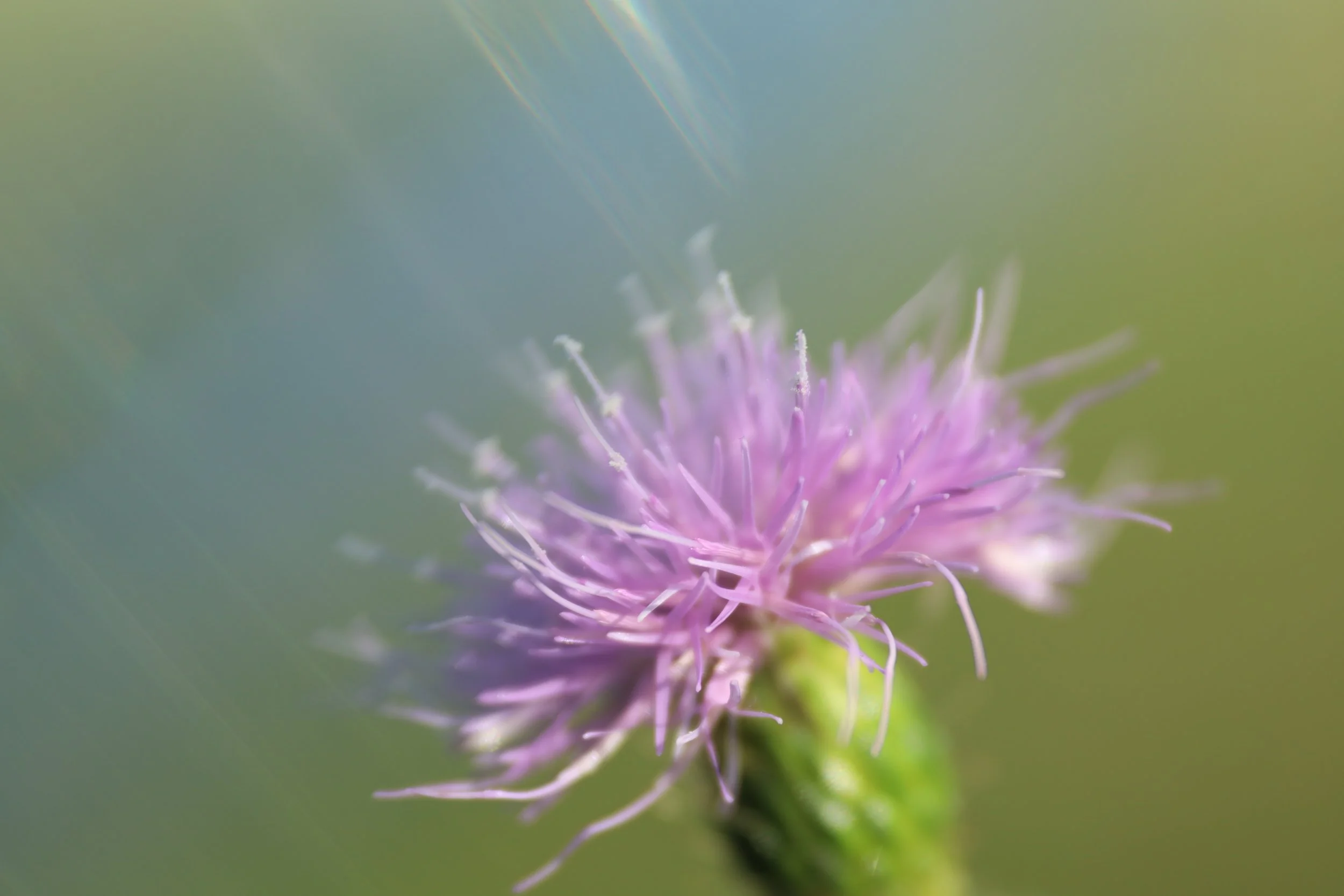 lensbaby velvet 85 lensbaby omni