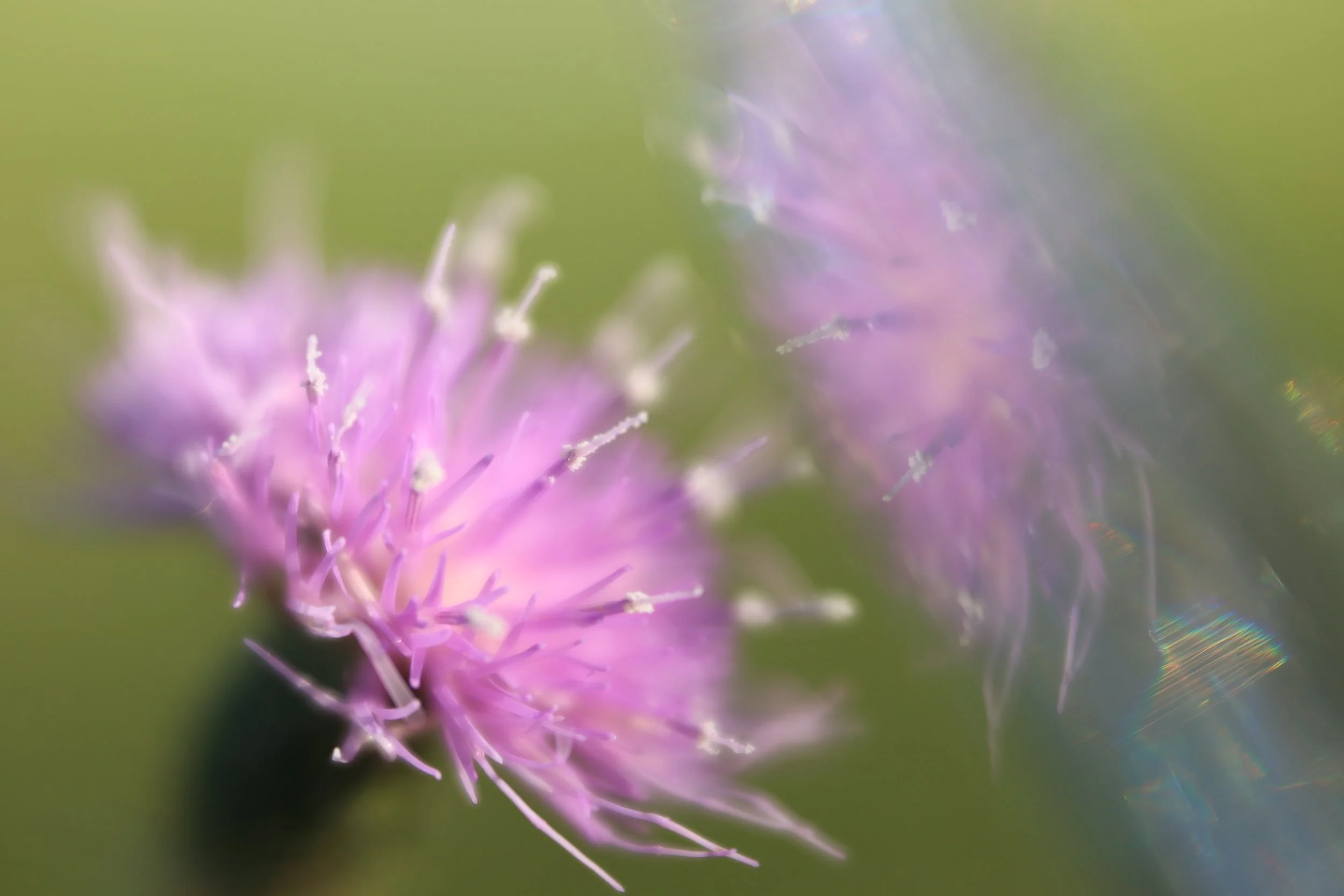 nice close up filter lensbaby velvet 56 lensbaby omni purple thistle flower