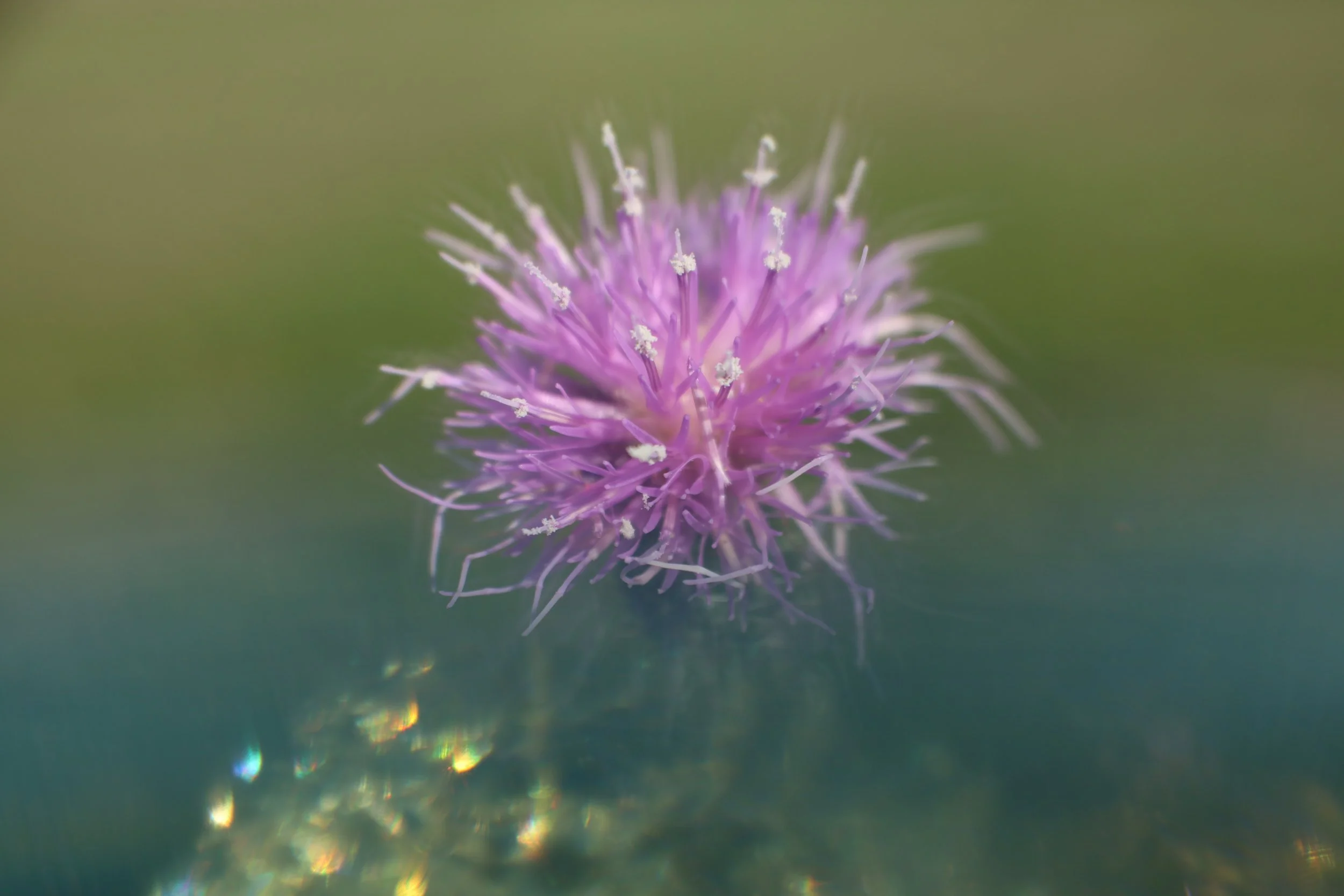 lensbaby soft focus 2 optic lensbaby omni purple thistle flower