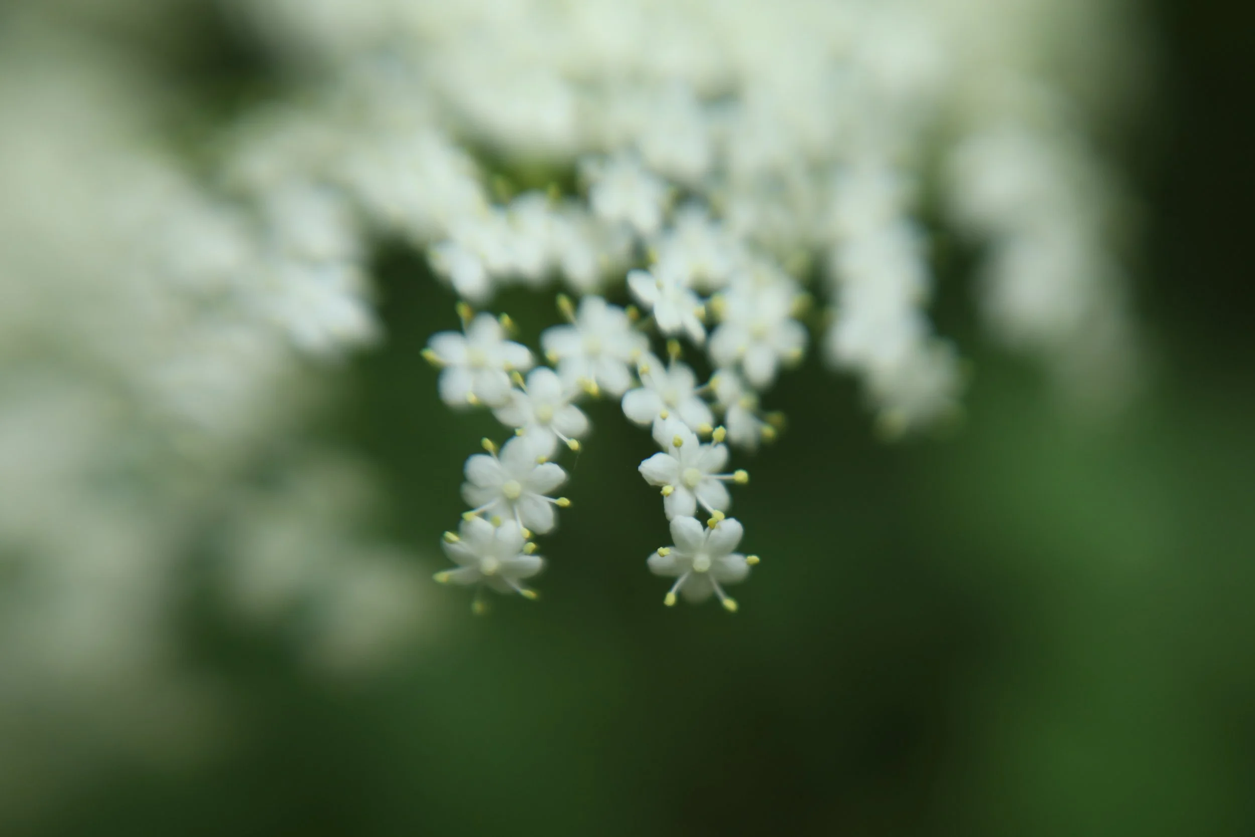 IMG_4630.JPG