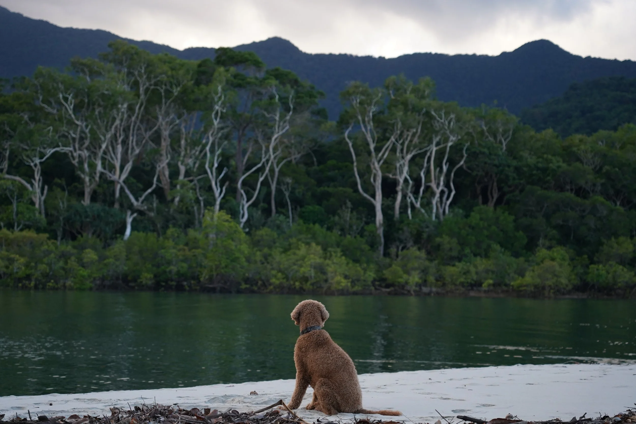 A dog sitting on a sandy shoreline watching over a river with a forested mountain landscape in the background.