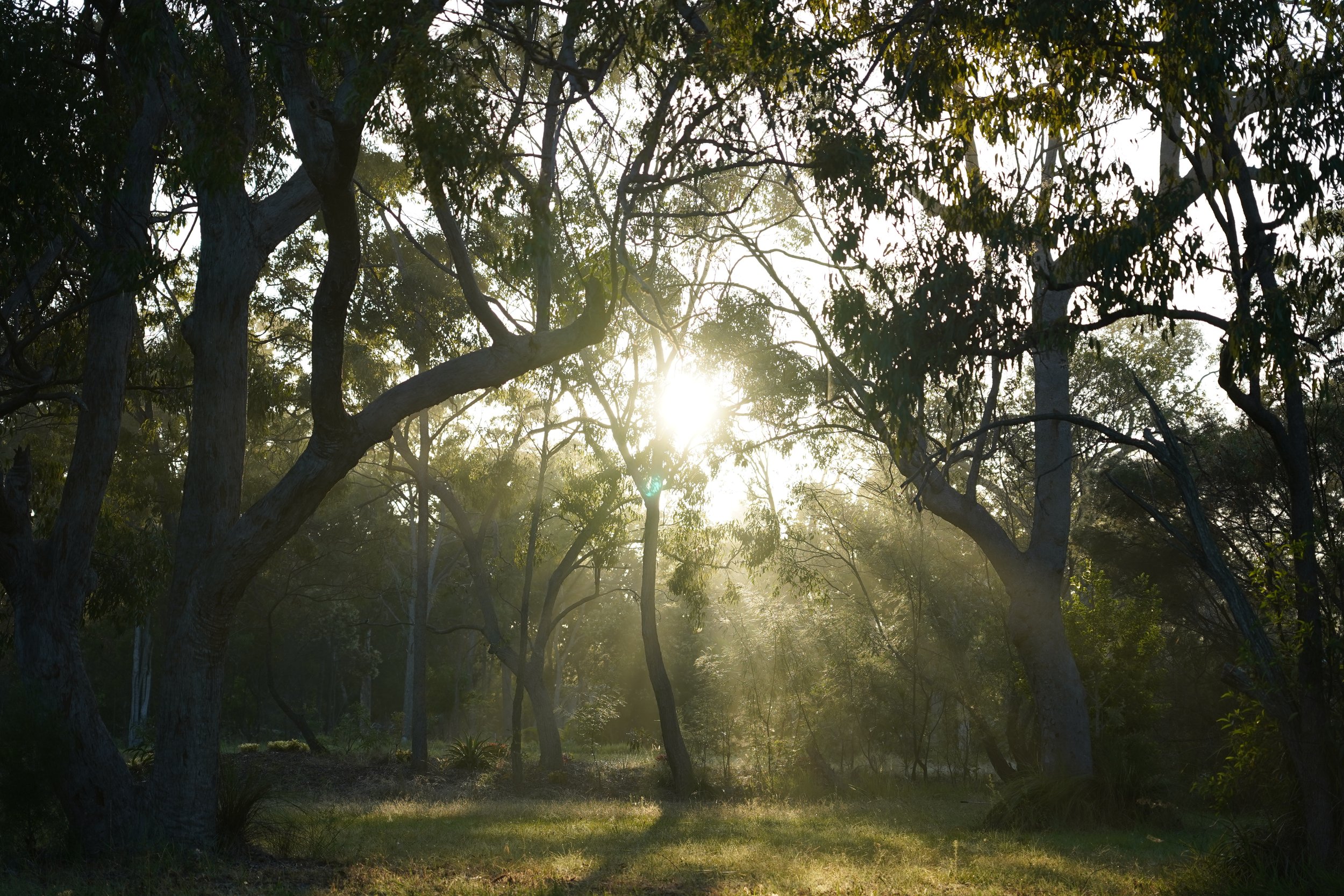 Sunlight filtering through the trees in a forest with a grassy ground.