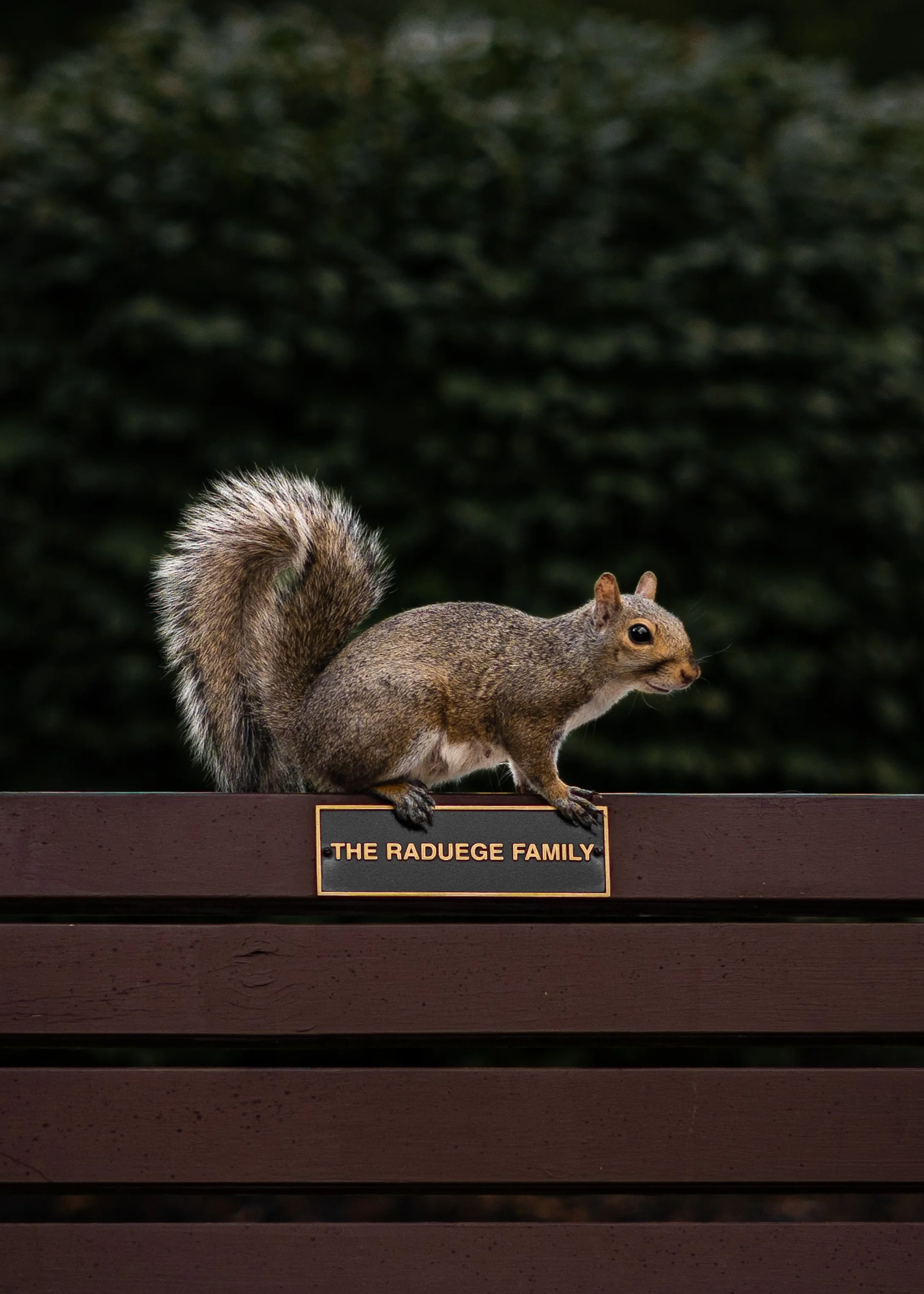 Squirrel perched on a bench with a plaque reading 'The Raduege Family' against a leafy background.
