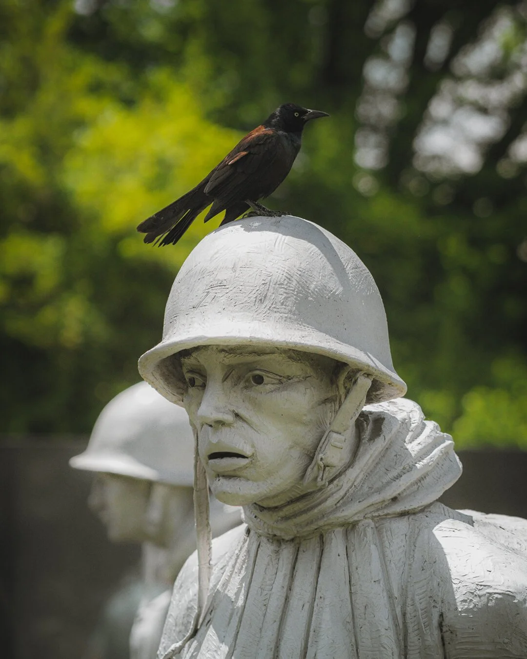 Black bird perched on a soldier statue wearing a helmet, outdoors with greenery in the background.