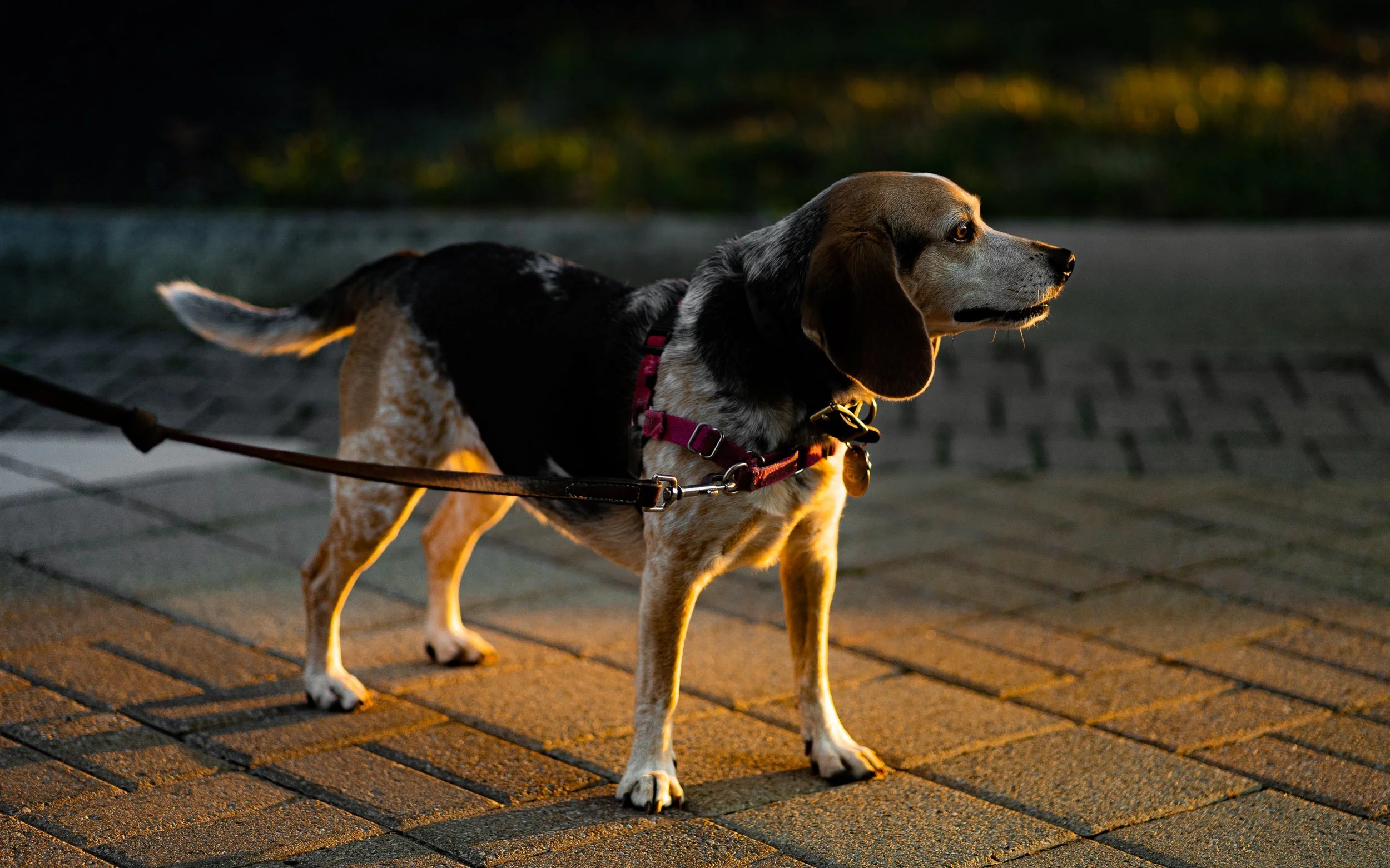 Beagle dog on a leash, standing on a paved sidewalk during golden hour lighting.