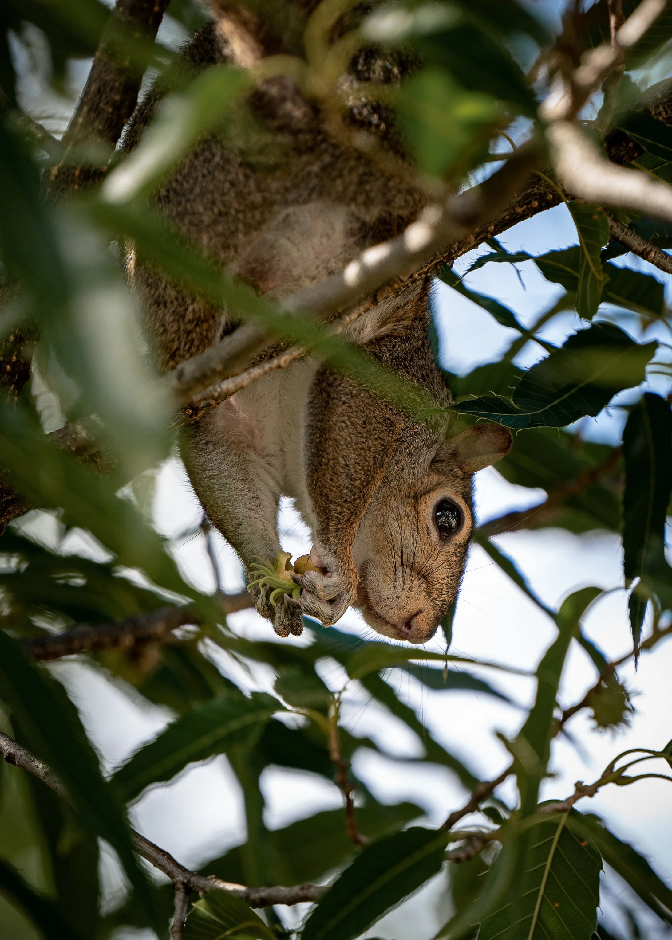 Squirrel hanging upside down from a tree branch, surrounded by green leaves.