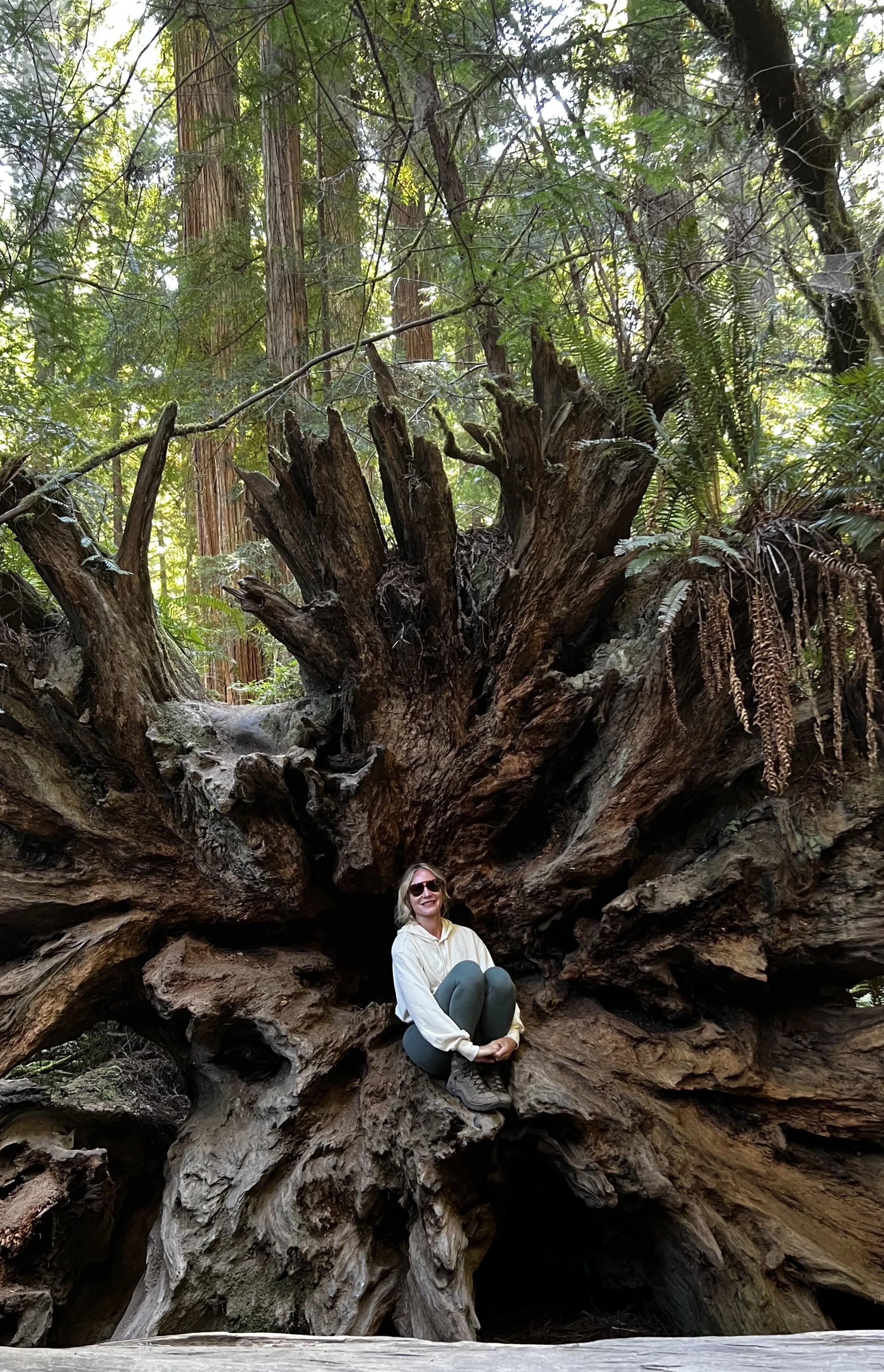 A woman with blonde hair wearing sunglasses, a white hoodie, and gray pants sitting on the roots of a large, fallen tree in a dense forest with tall trees, green foliage, and ferns.